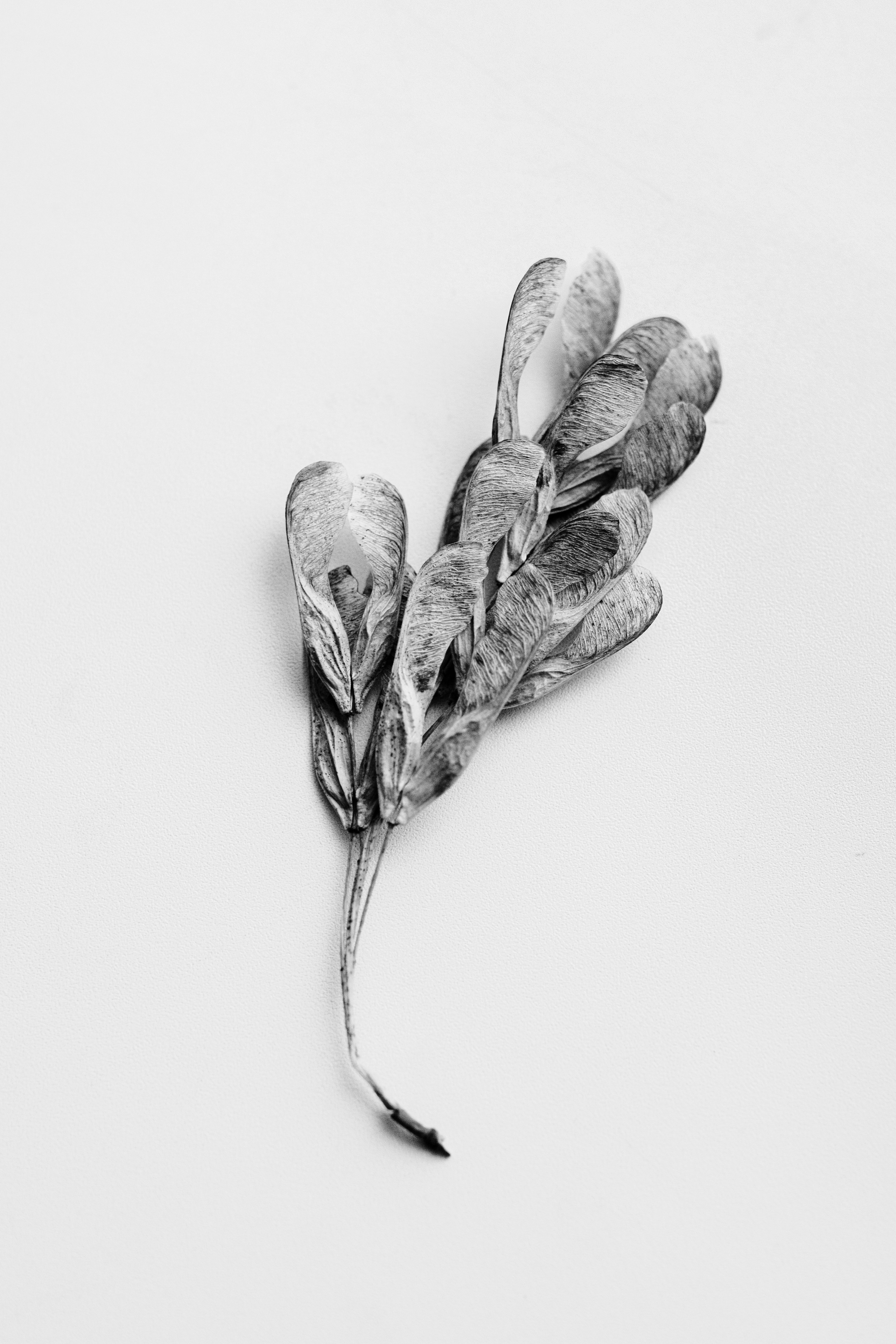 Portfolio. @beingabird.photography