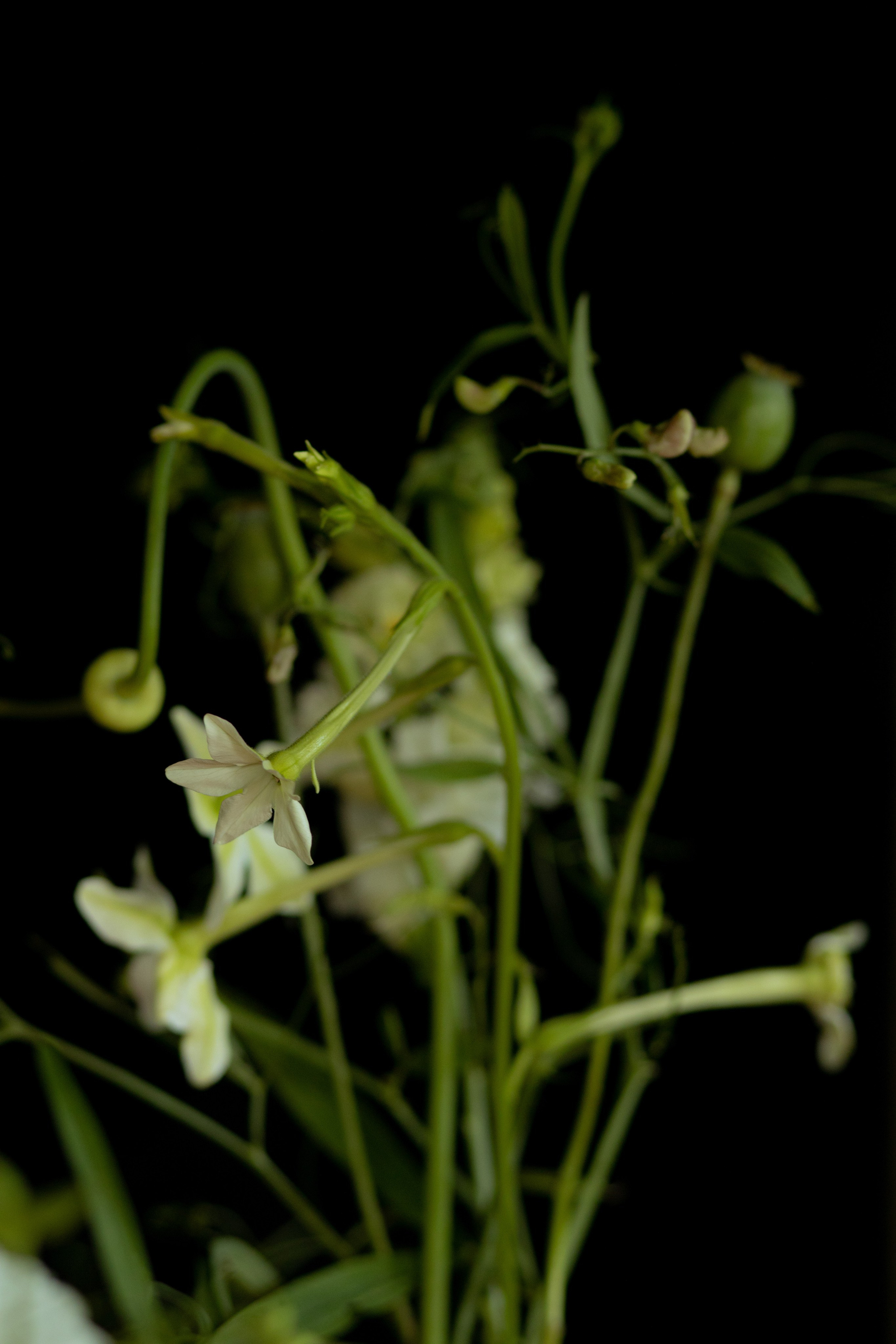 Алина & Николай. Оформление свадеб, декор свадеб Вера Маркова, Москва