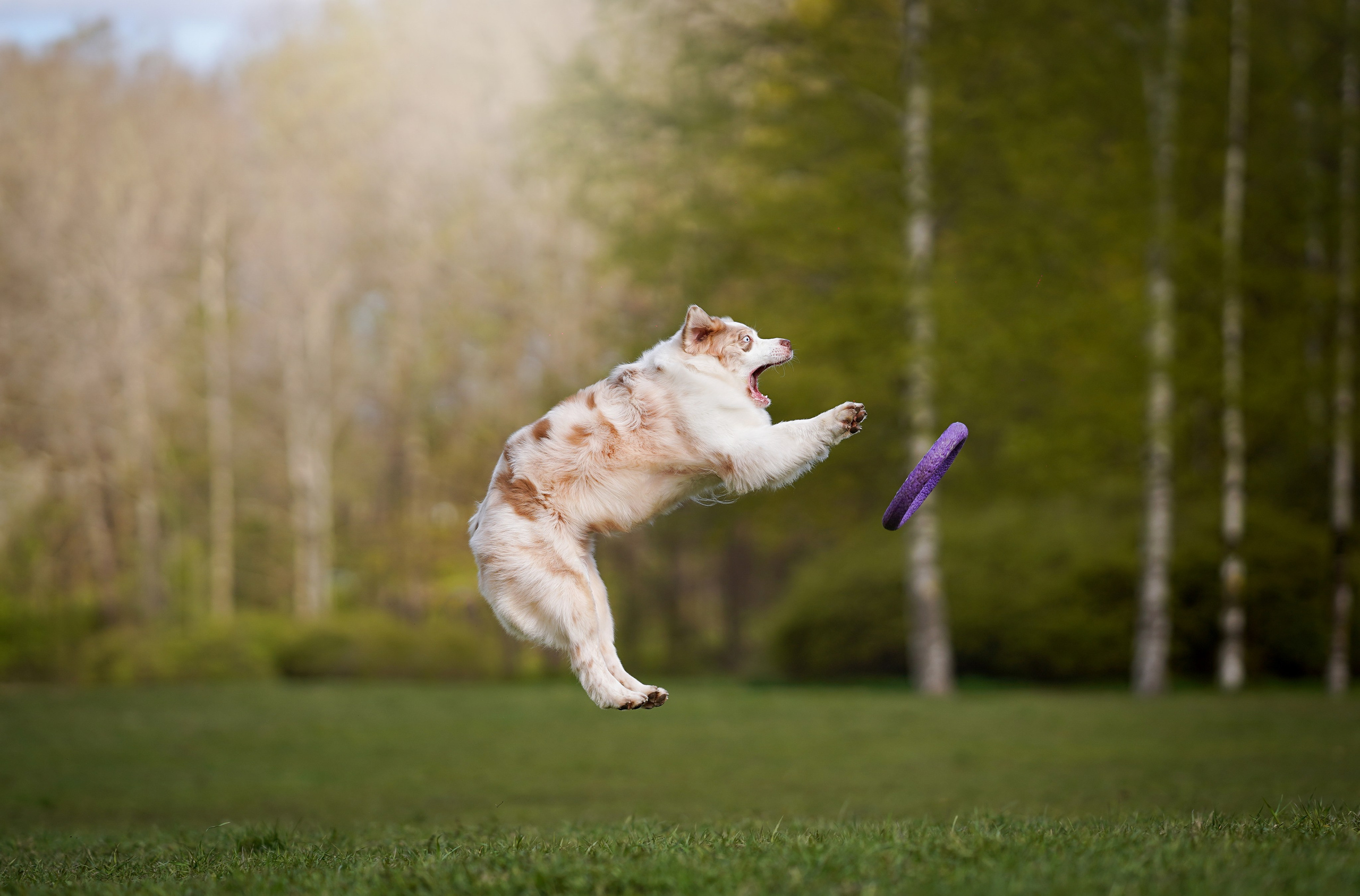 Рокки и Гермиона. Фотограф-анималист в Санкт-Петербурге Яна Мартынова