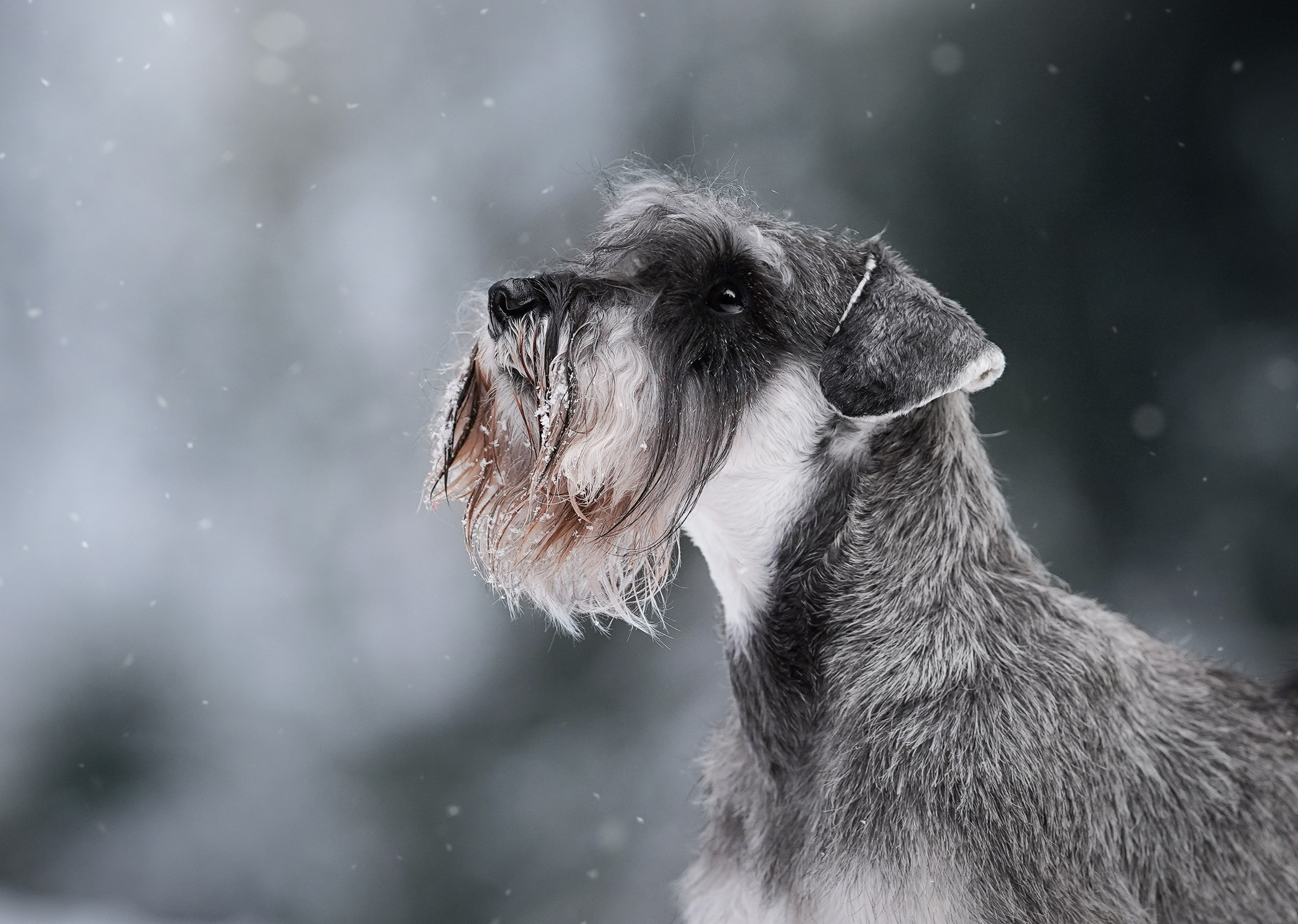 Бенчи и Арчи. Фотограф-анималист в Санкт-Петербурге Яна Мартынова