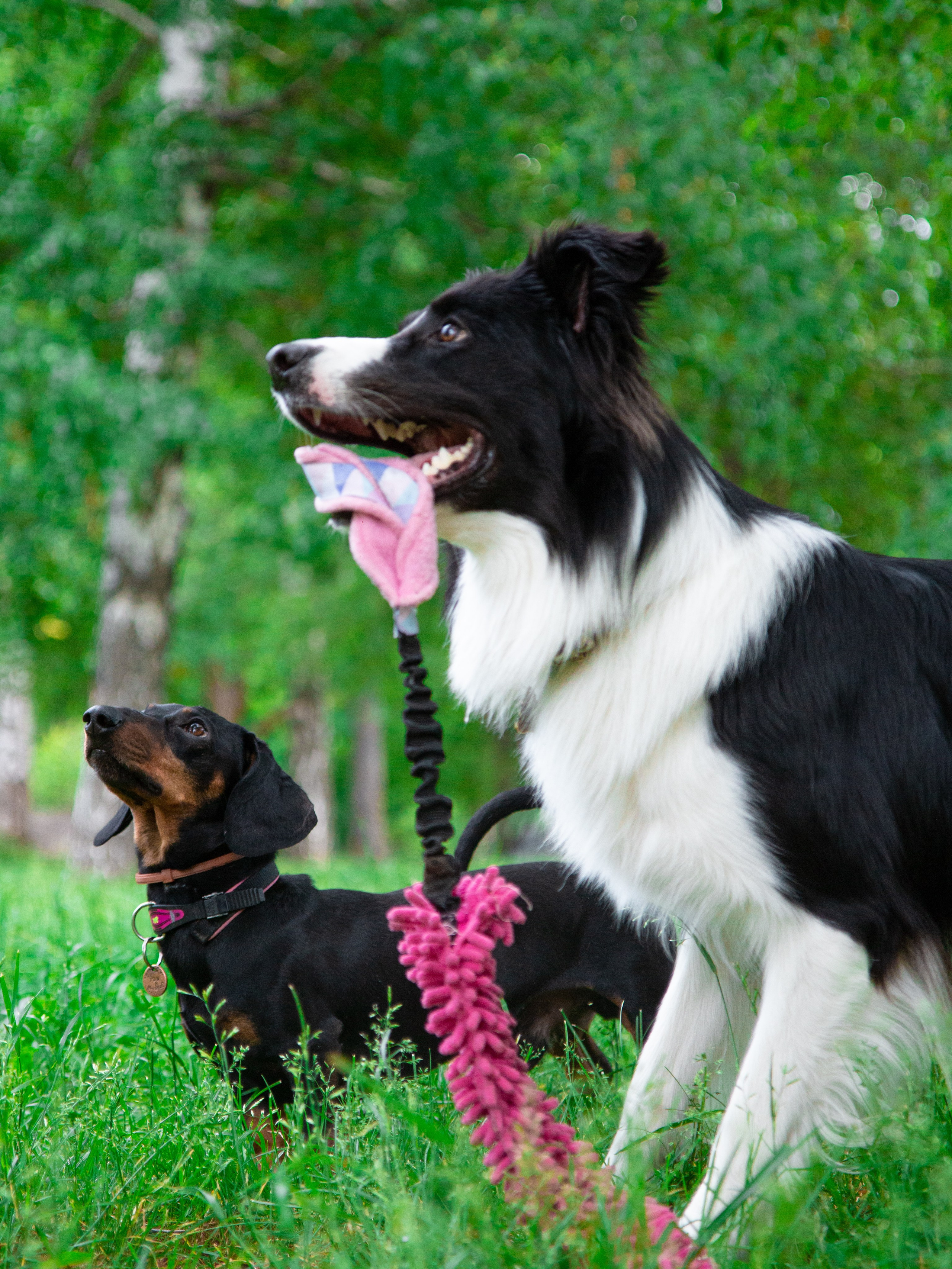 Фотосъёмка животных. Предметный и репортажный фотограф Алексей Кротов