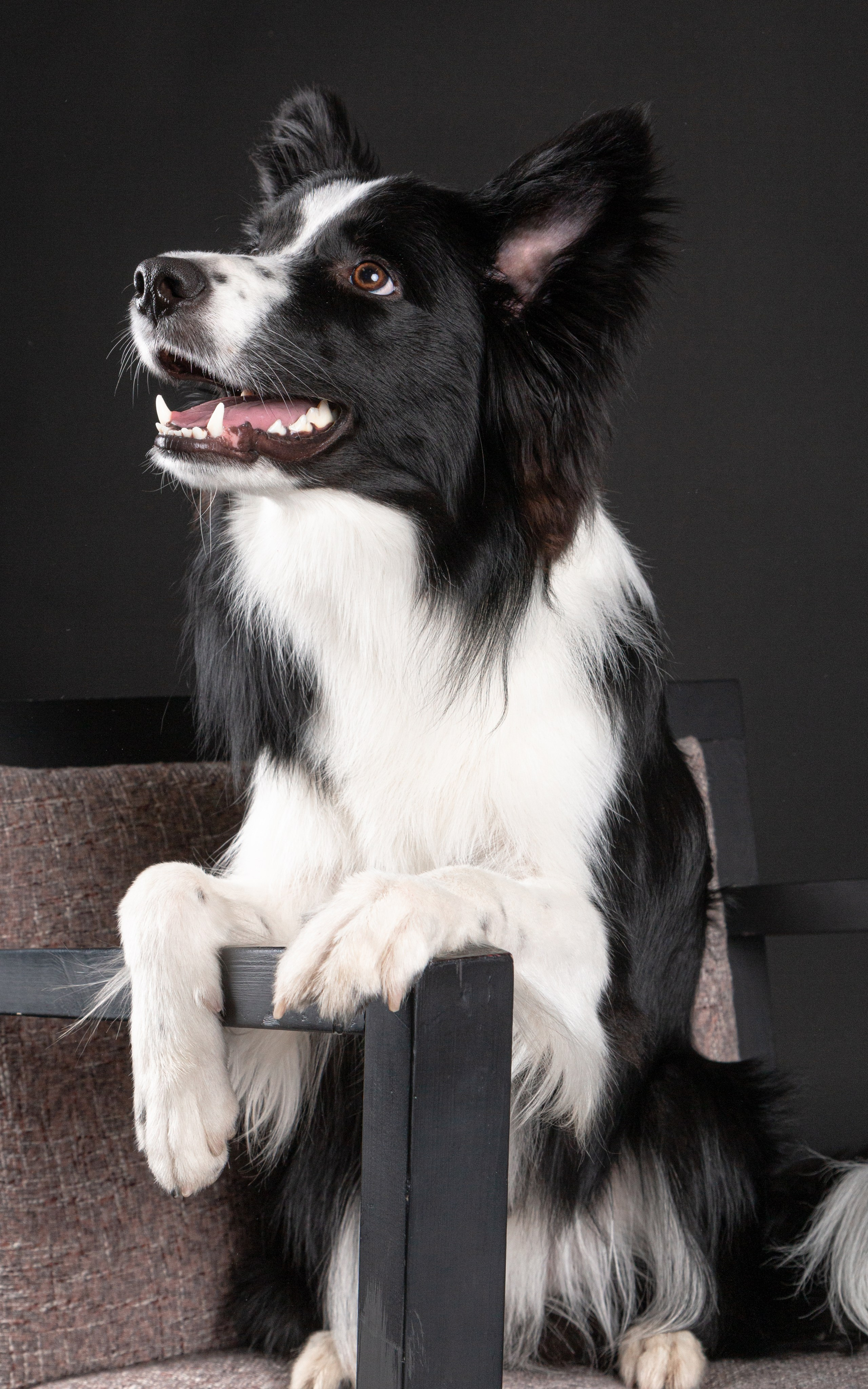 Фотосъёмка животных. Предметный и репортажный фотограф Алексей Кротов