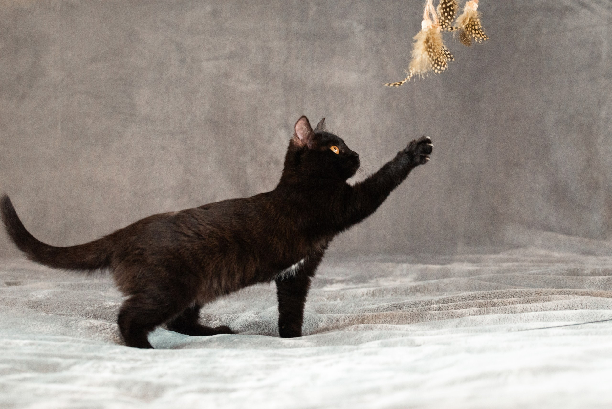 Питомец в кадре. Фотограф-анималист Анастасия Парфенова|Екатеринбург