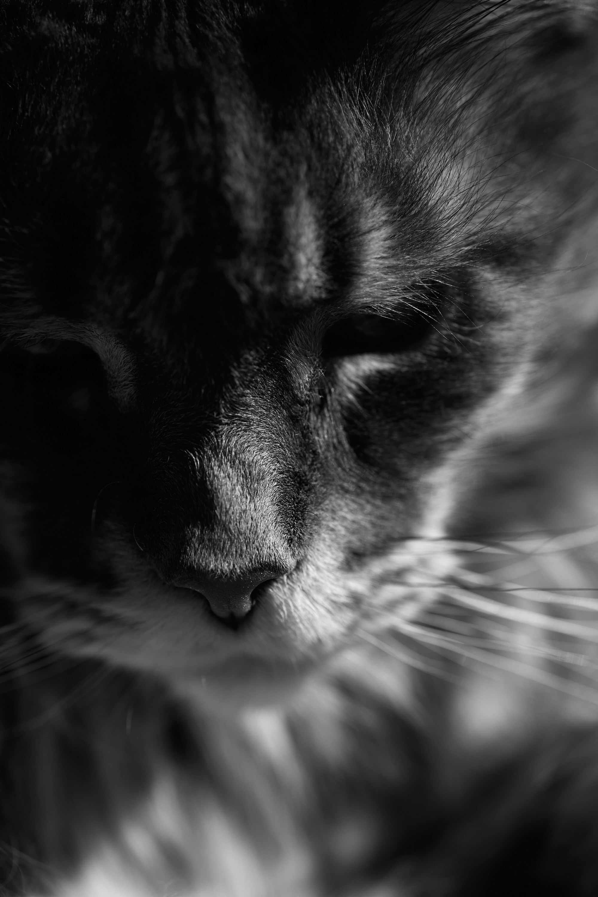 Мой кот. Даниил Савиных | Фотограф Тюмень