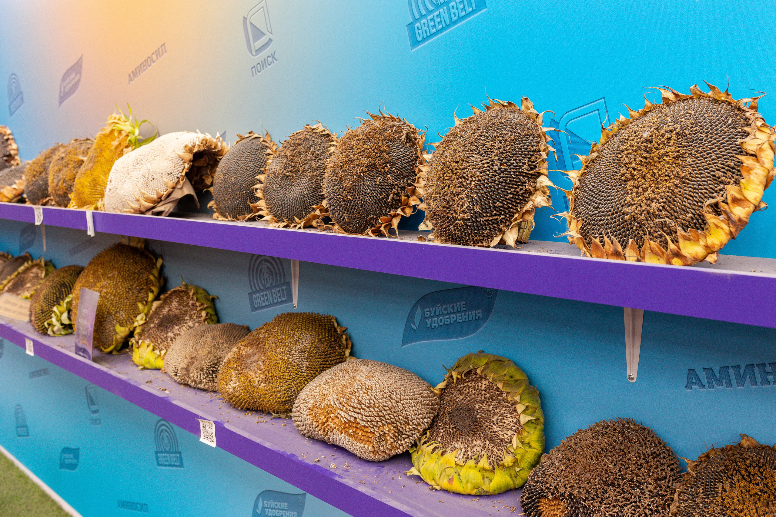 Овощи-гиганты. Александра Куликова фотограф, Москва