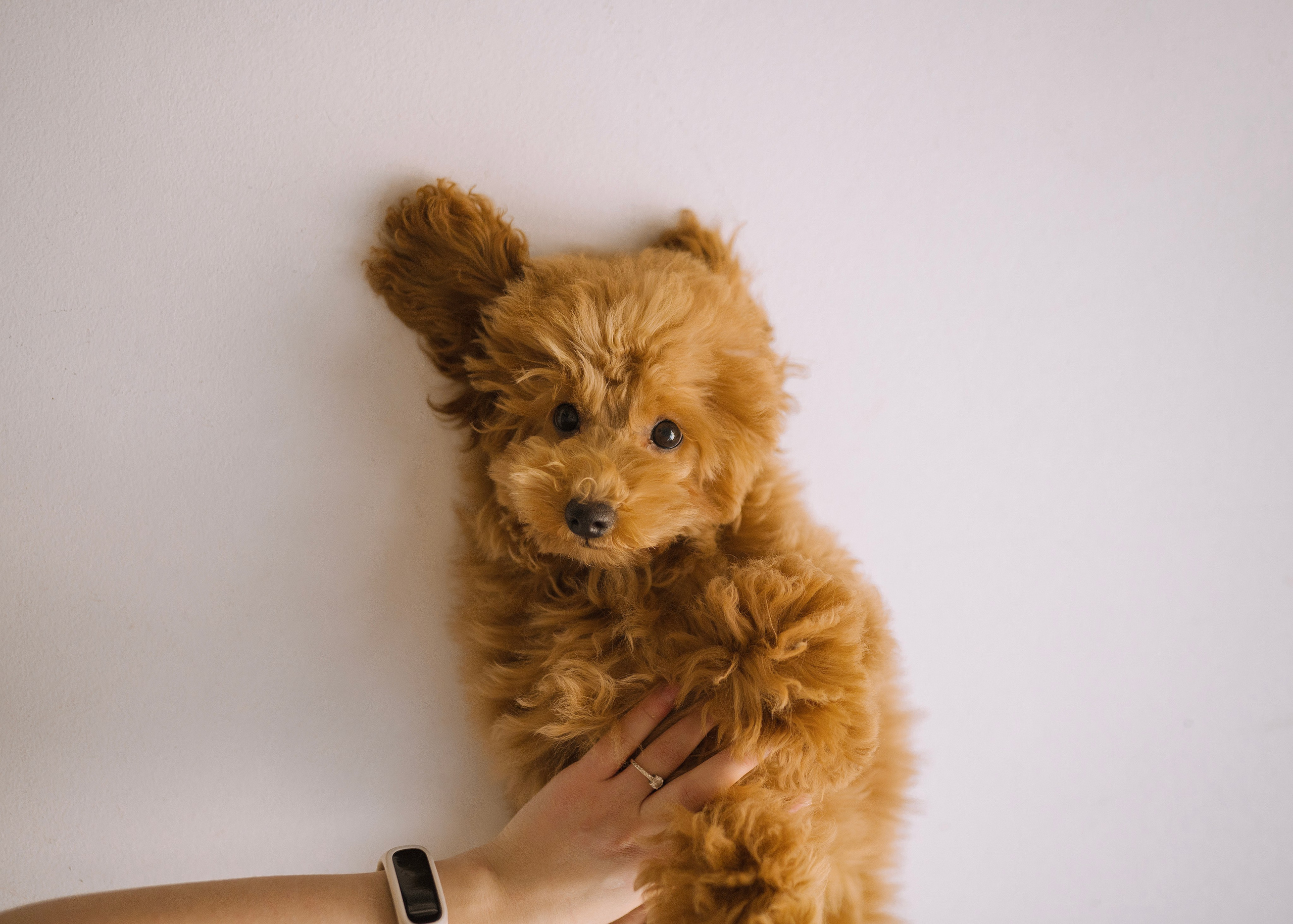 Утилита. Фотограф- анималист Александра Матвеева