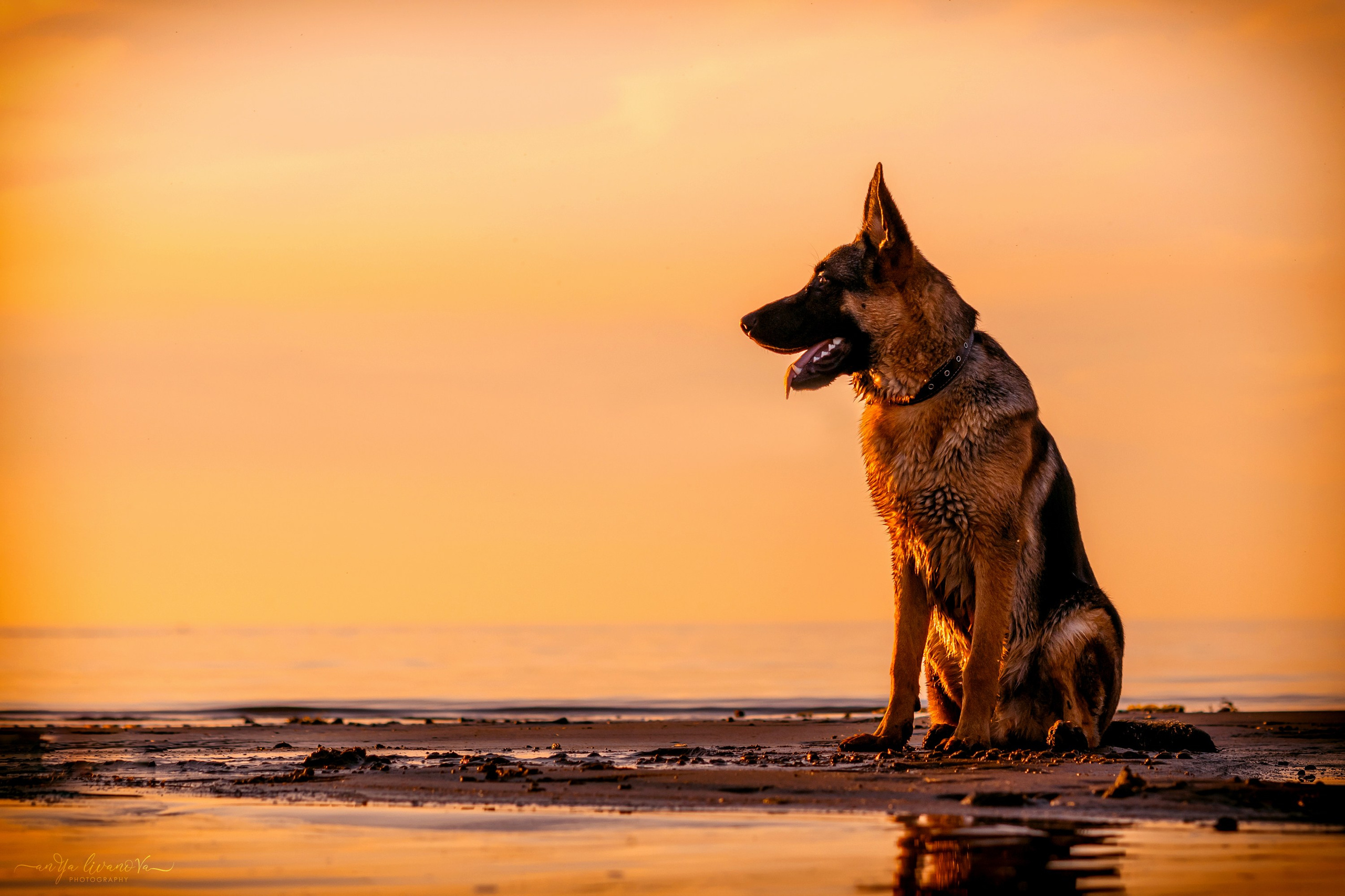 Прайд на море. Фотограф анималист Аня Ливанова | Рыбинск