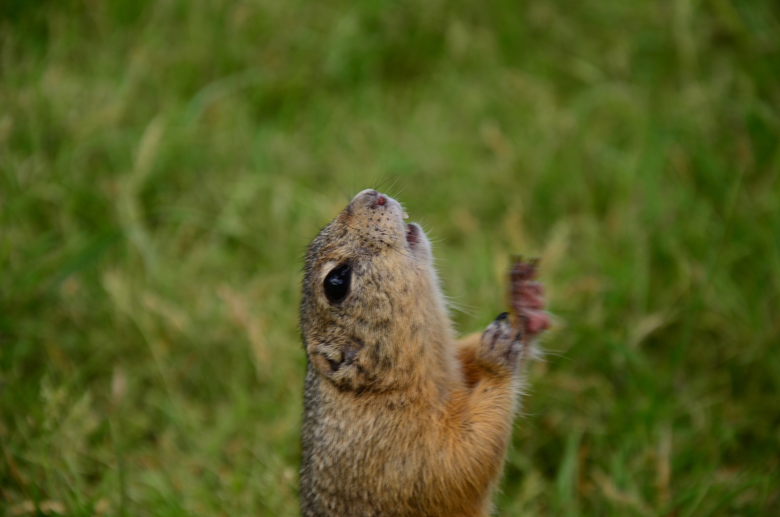 Дары природы. Фотограф viktor viktor