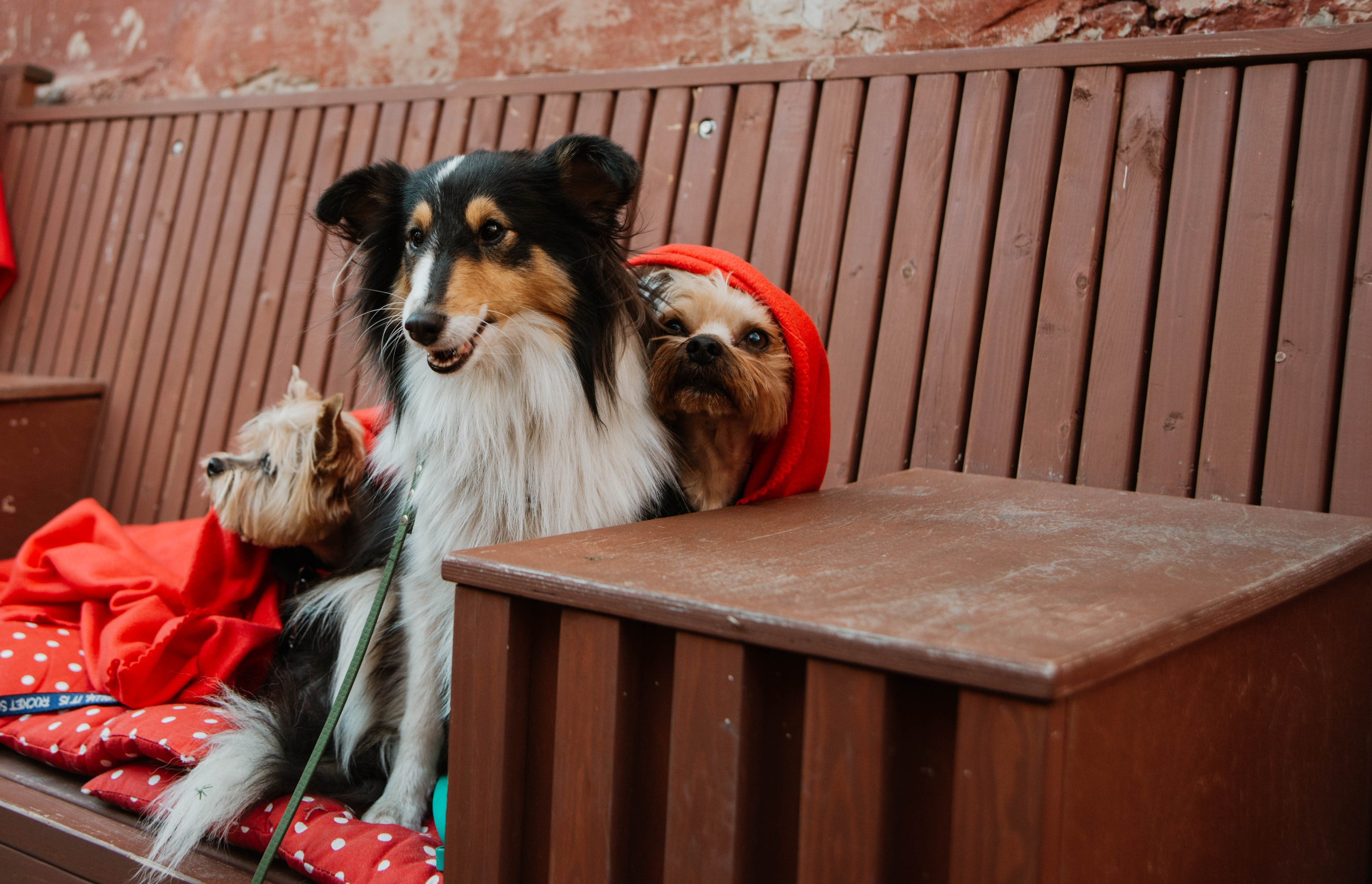 Дог-вечеринка на летнике «Кутёж». Ксения Glossa. Портретный и репортажный фотограф в Самаре