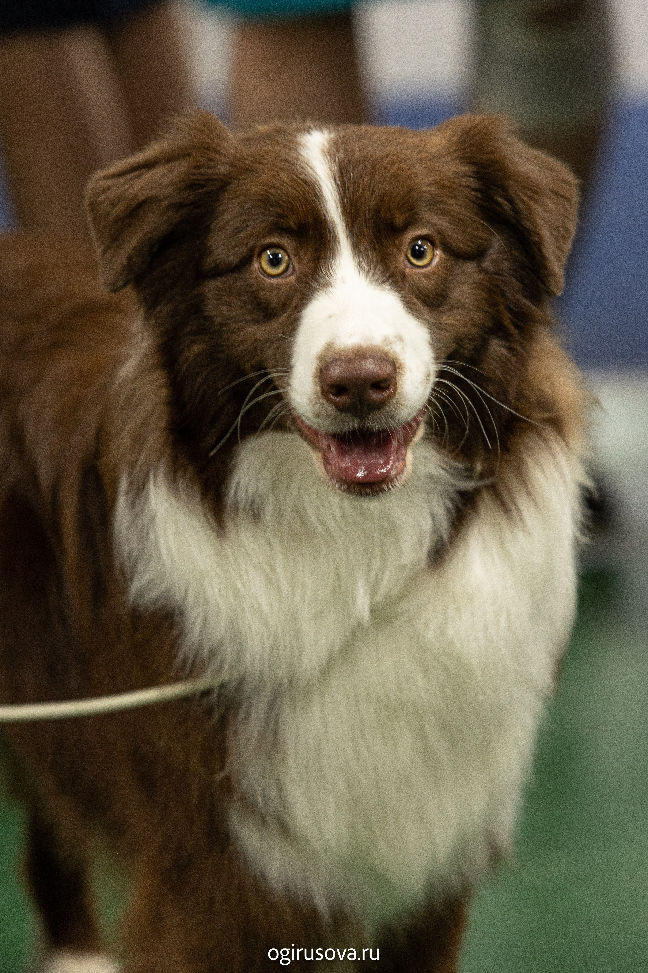 РОО КЛЖ «Олимп"+"Империя"+"Виктория».Выставка собак. Фотограф Ольга Гирусова «Пантерочка» Москва