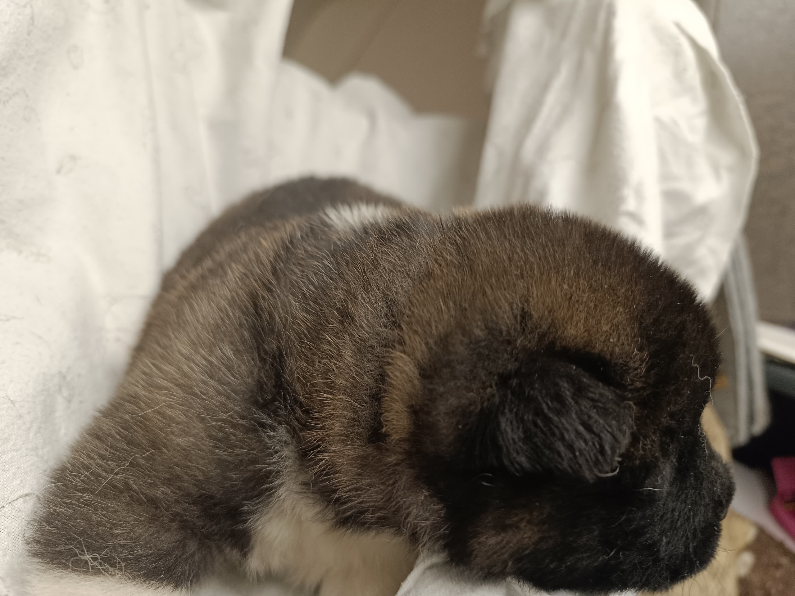 Американская акита  щенки питомник Санкт-Петербург клубные щенки Американская акита питомник RUBYLIGHT Рубилайт купить щенка американской акиты