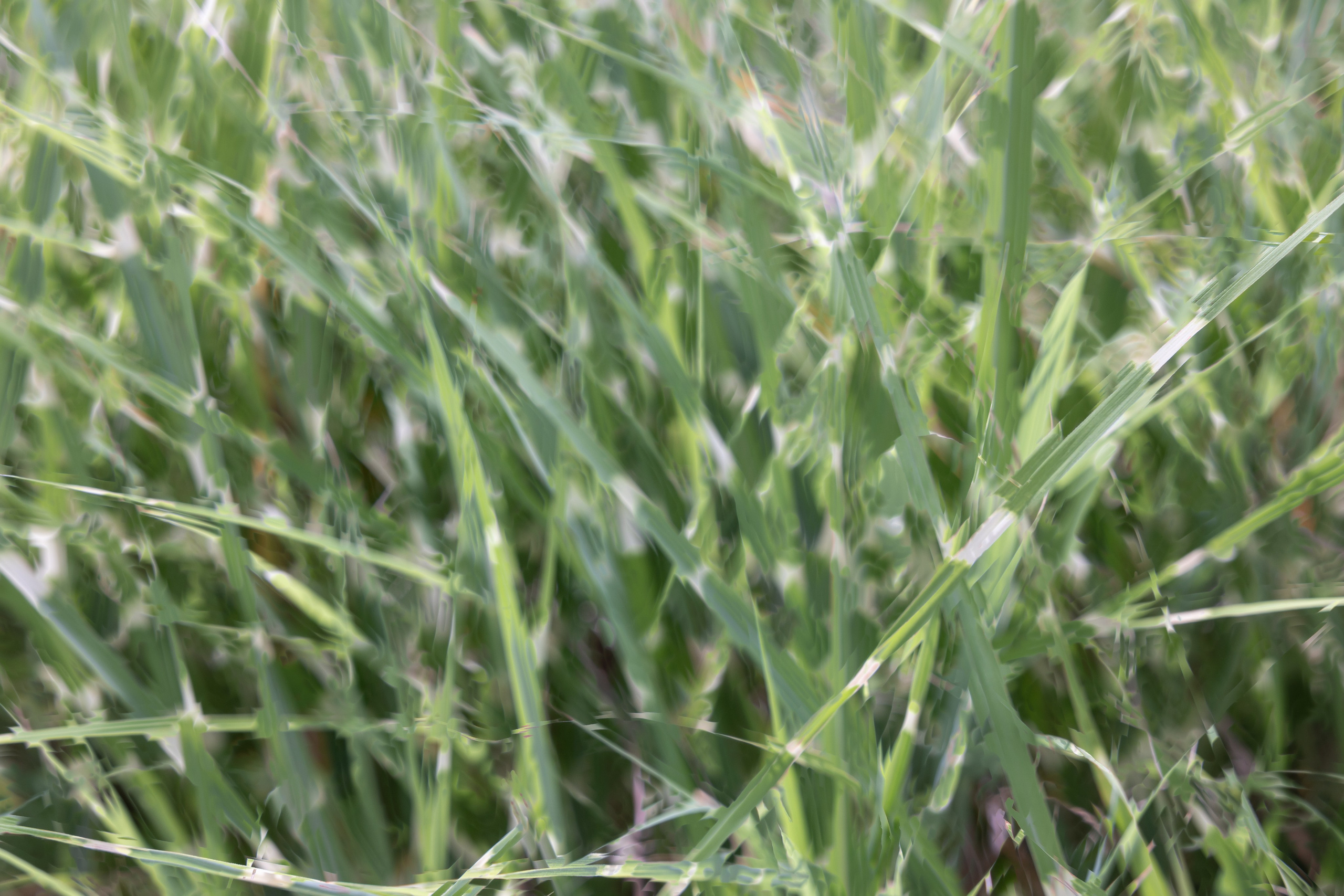 Art prints. Фотограф алина стерхова, алина стерхова фотограф, фотограф москва