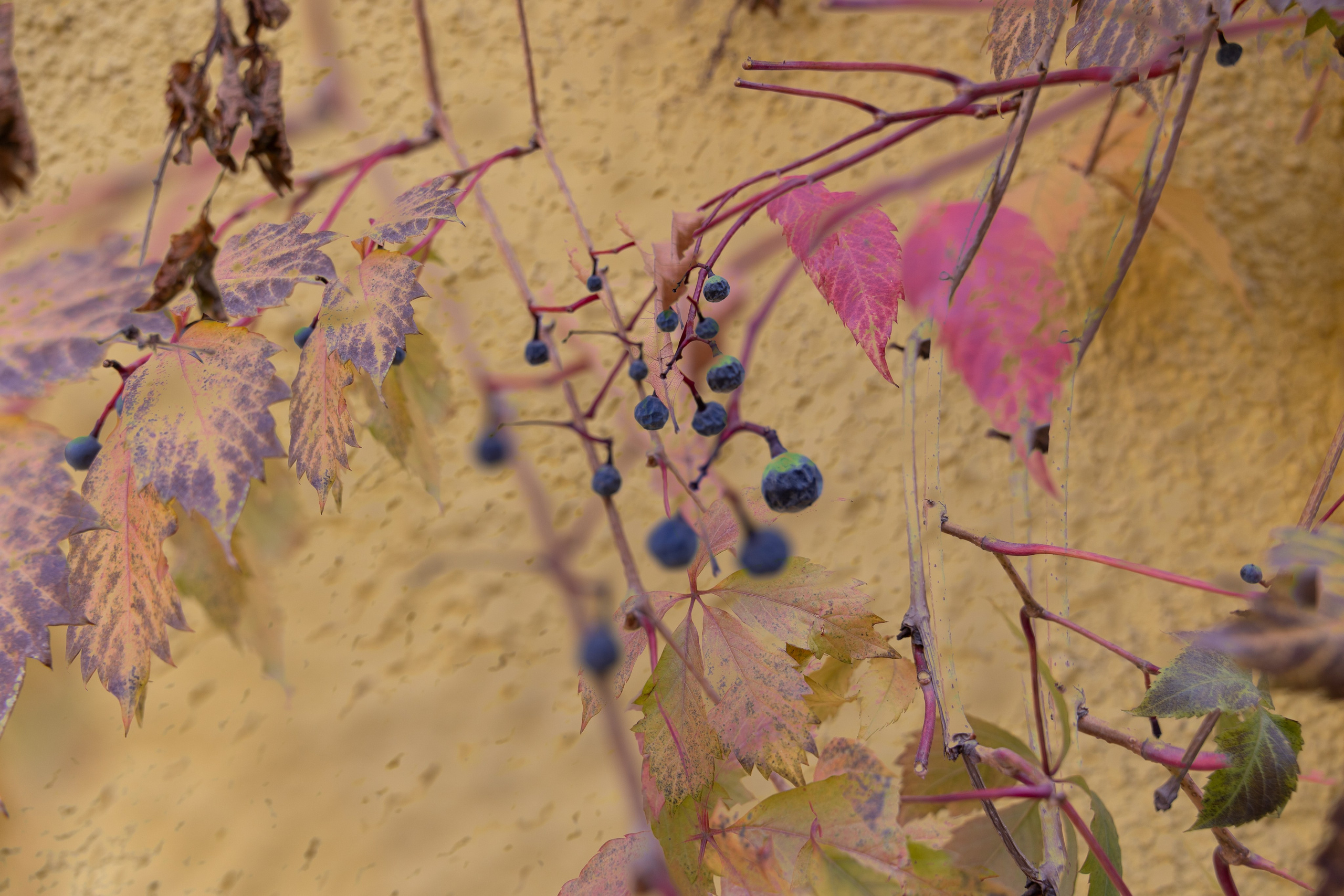 Art prints. Фотограф алина стерхова, алина стерхова фотограф, фотограф москва