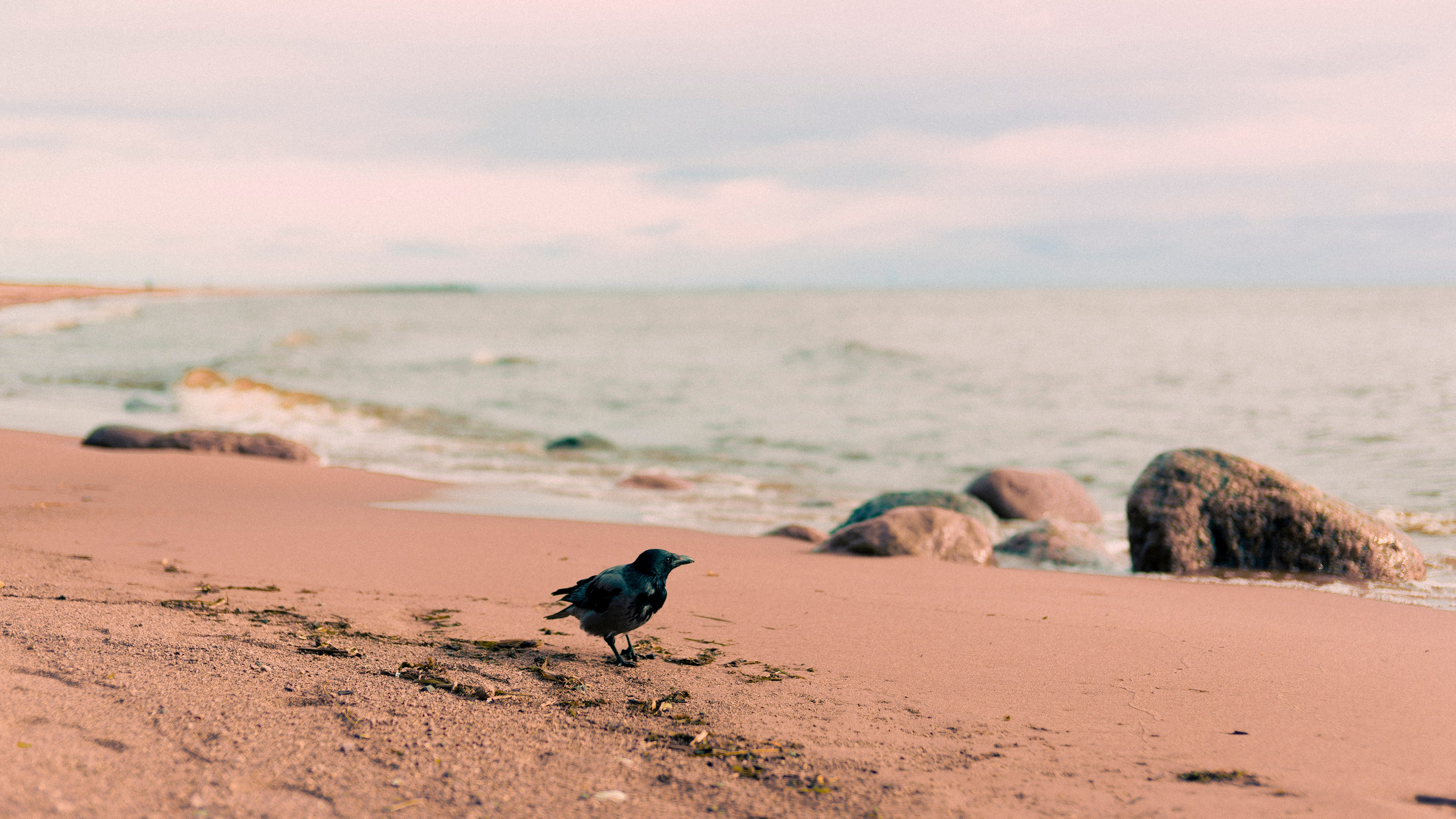 Из наблюдений. Плак или Квак