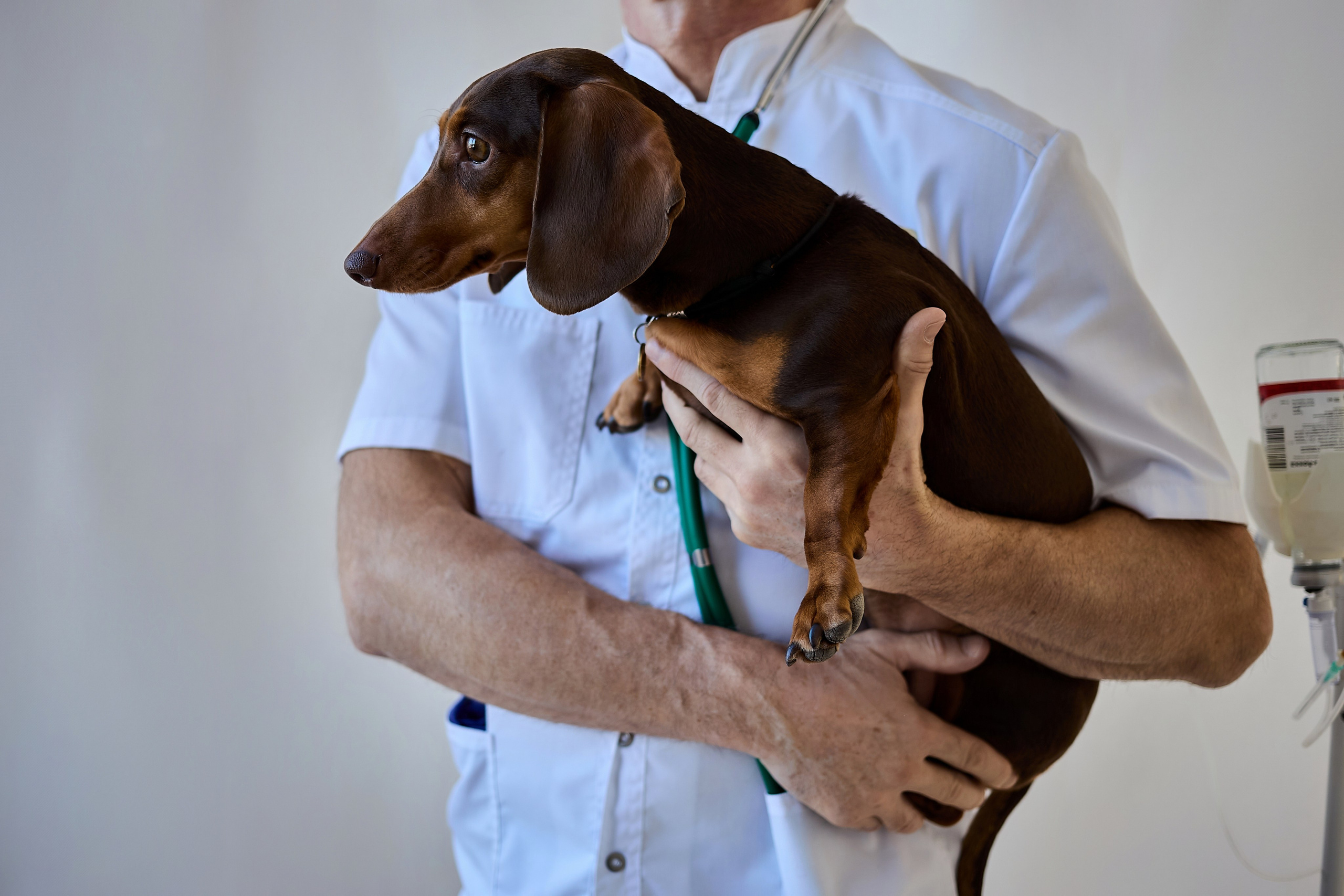 Контент для ветеринарного лендинга правительства Москвы. Фотограф и Видеограф в Москве. Олег Корушев