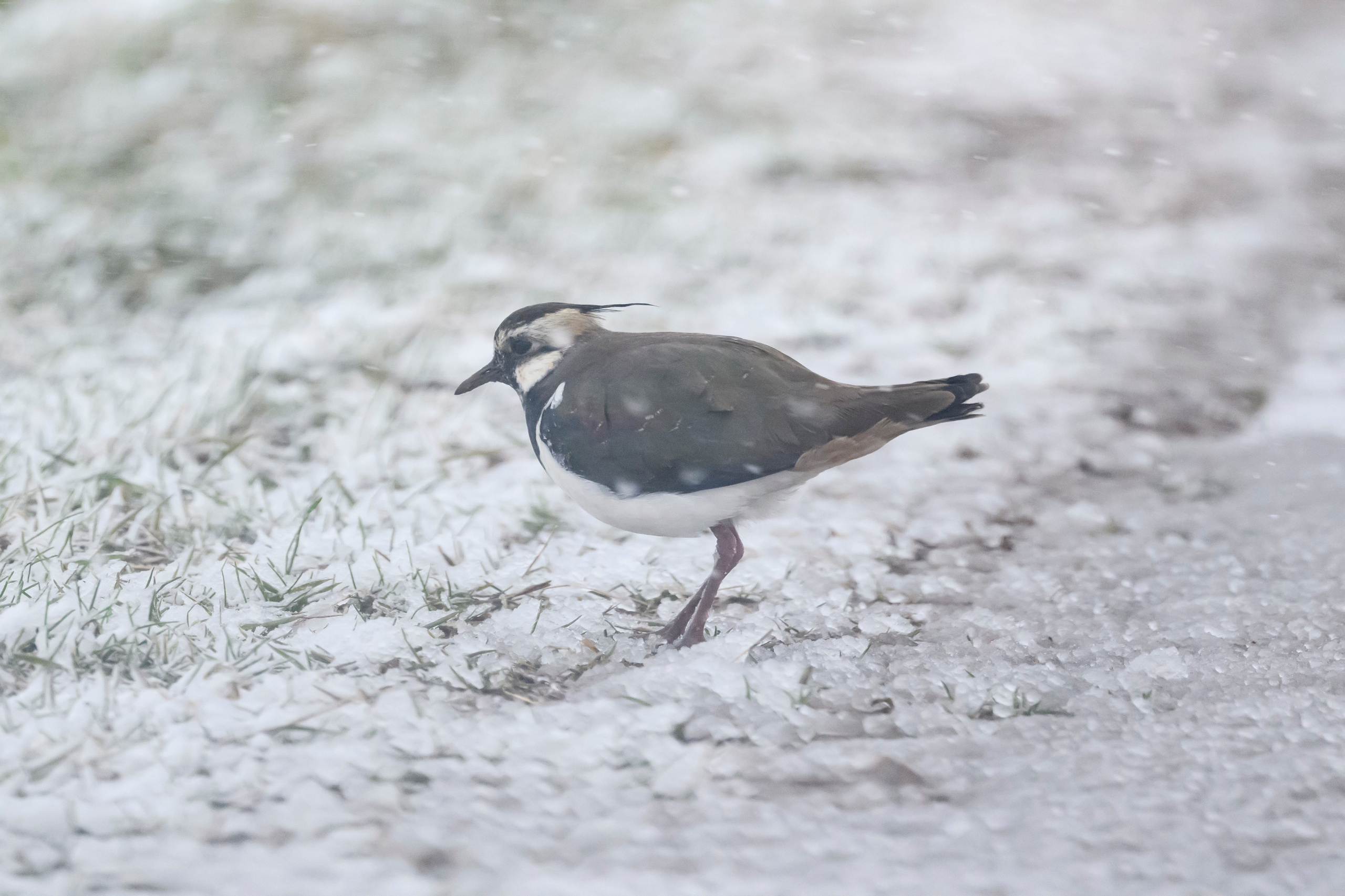 Метель продолжается. Wildlife photography by Sergey Puponin