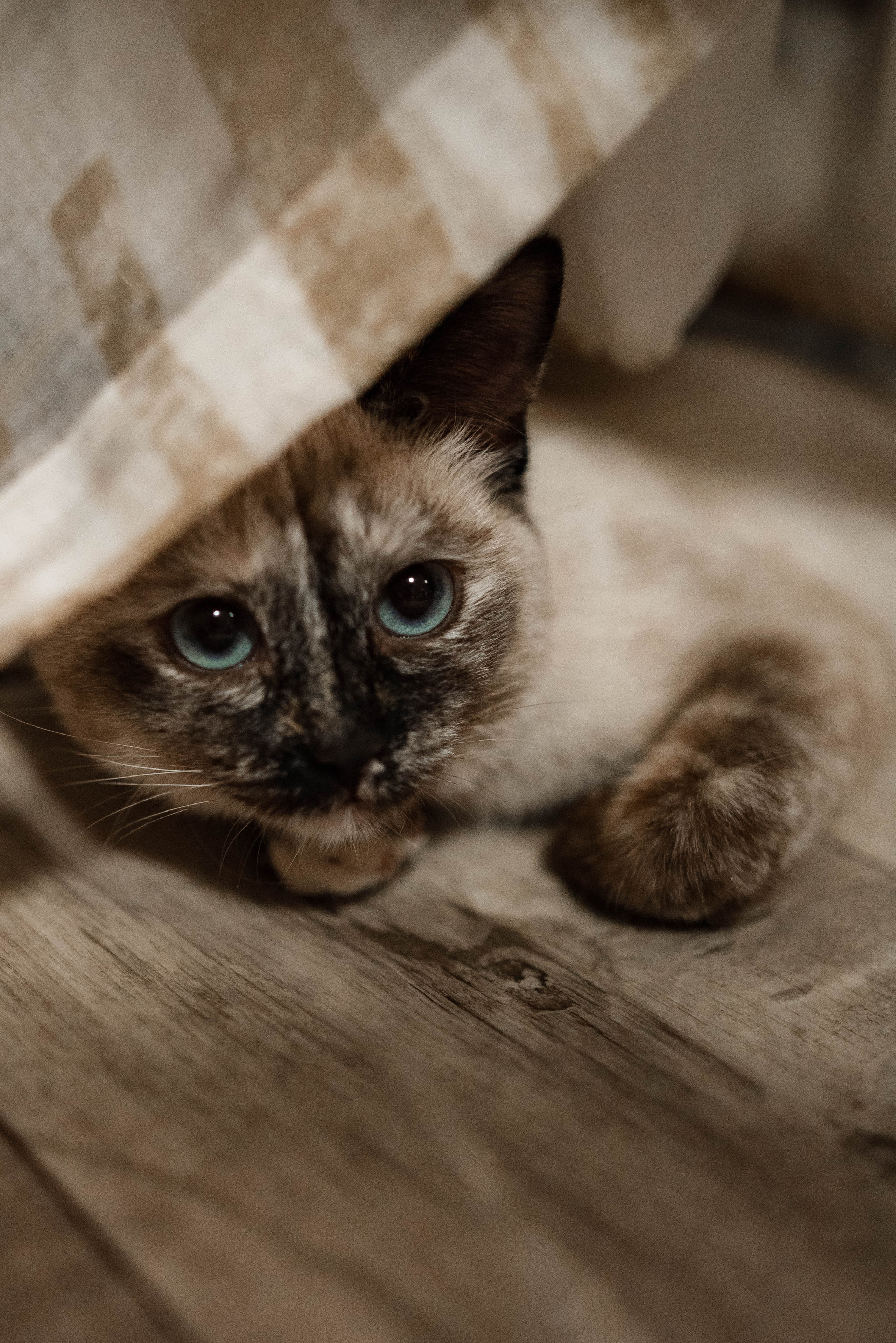 Домашняя для Альбины и её семьи. Семейный и детский фотограф в Санкт-Петербурге Татьяна Дмитренко