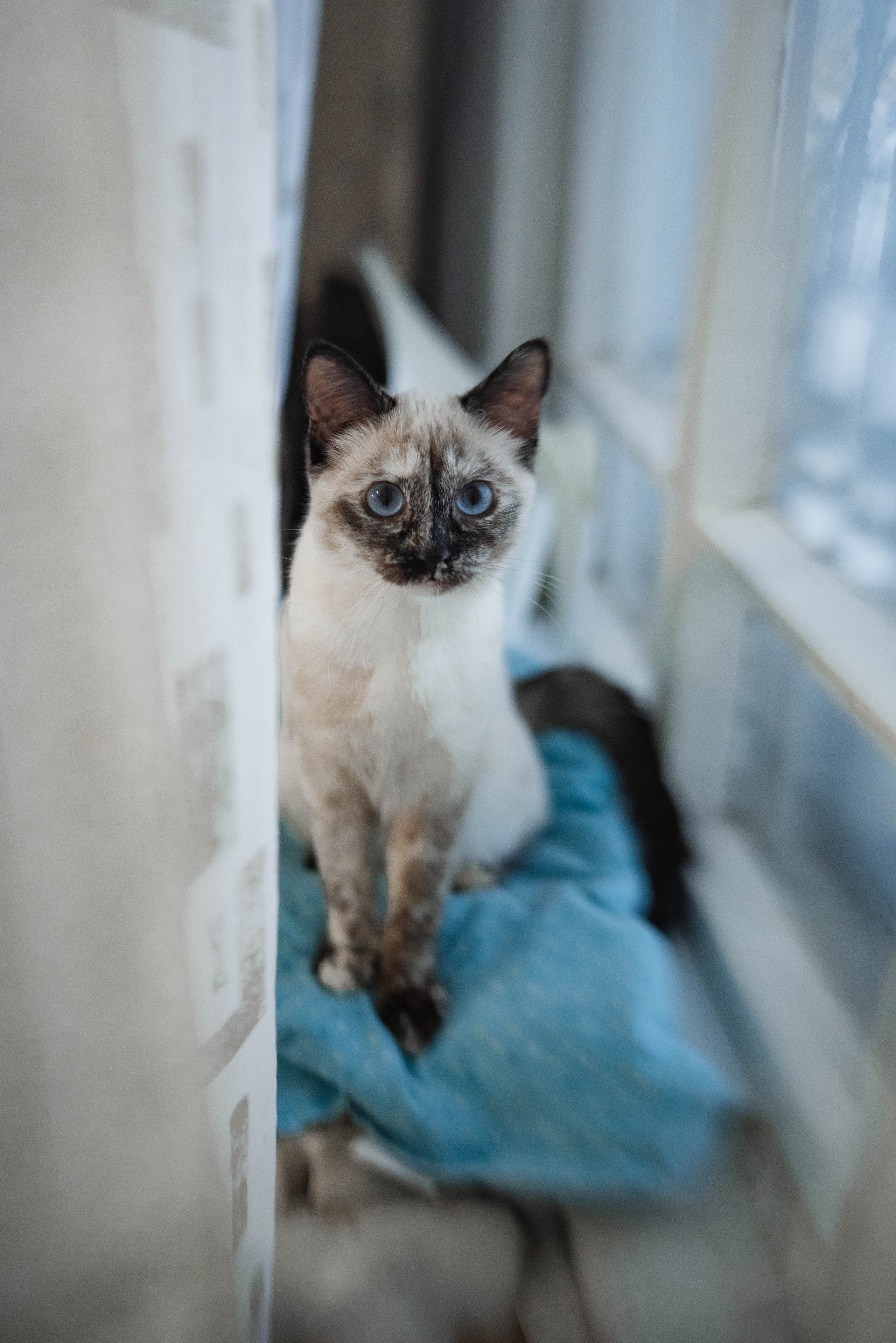 Домашняя для Альбины и её семьи. Семейный и детский фотограф в Санкт-Петербурге Татьяна Дмитренко