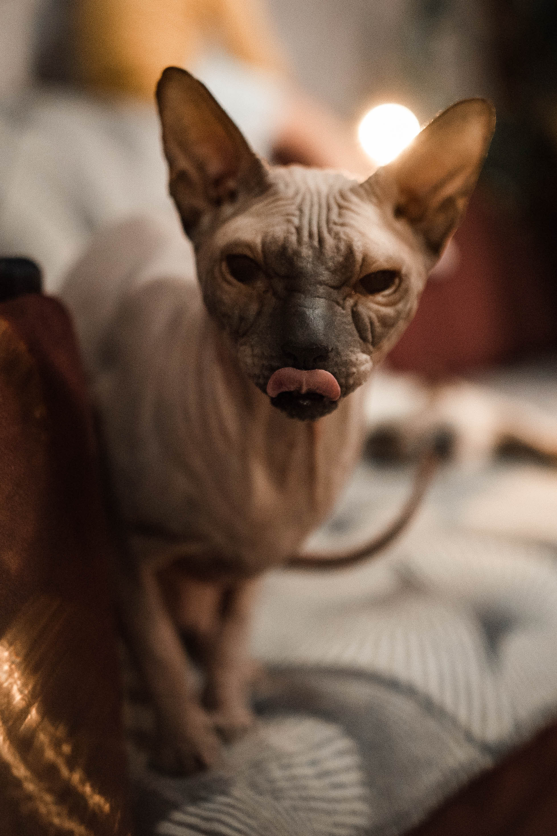 Домашняя для Альбины и её семьи. Семейный и детский фотограф в Санкт-Петербурге Татьяна Дмитренко