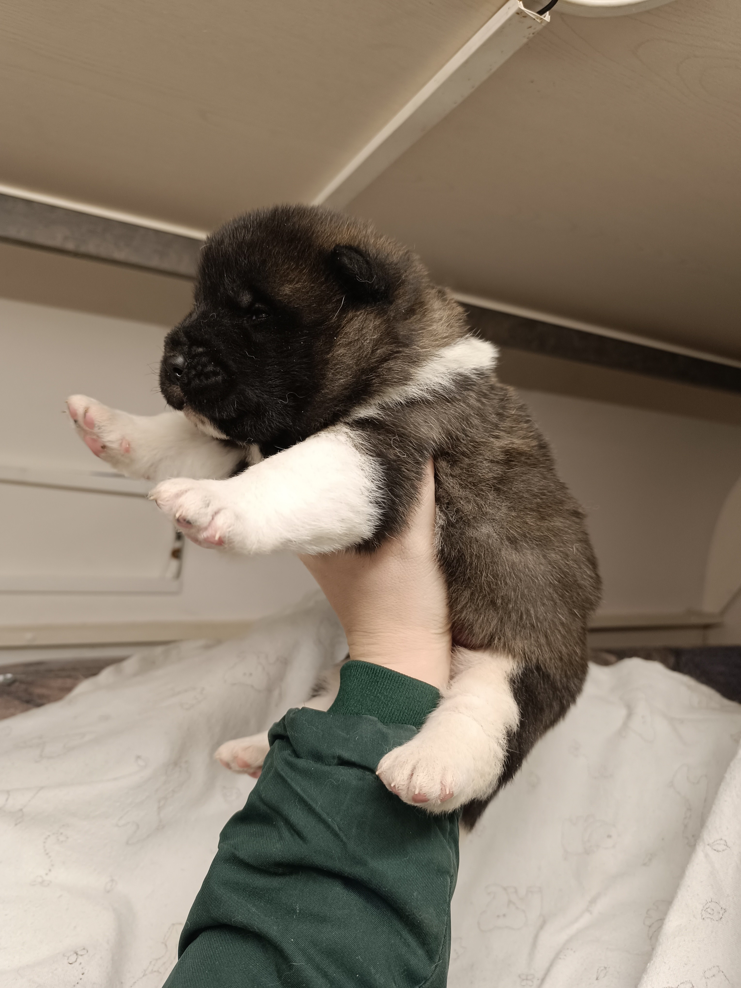 Американская акита  щенки питомник Санкт-Петербург клубные щенки Американская акита питомник RUBYLIGHT Рубилайт купить щенка американской акиты