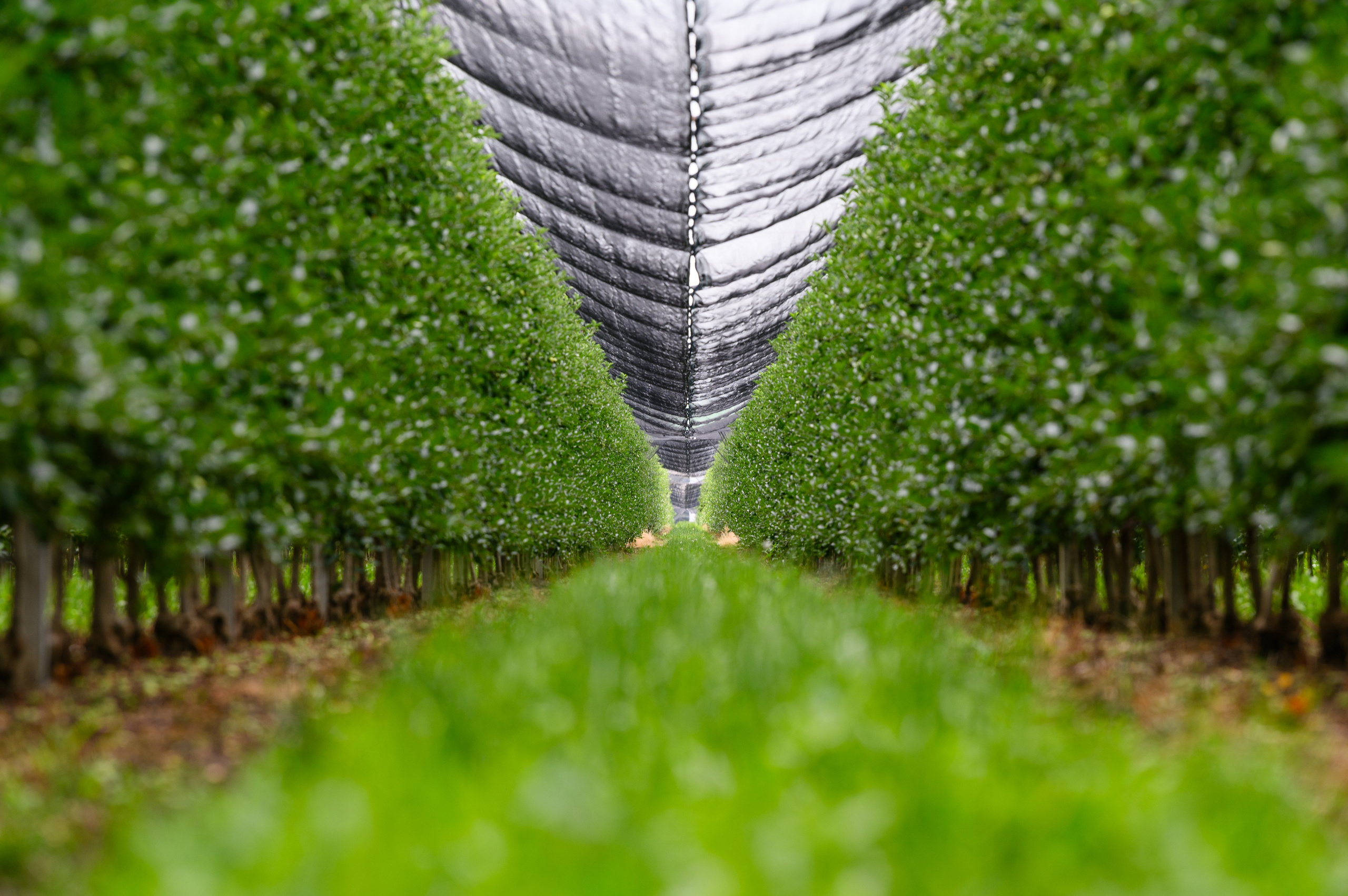 Проекты. Профессиональный фотограф Вячеслав Плацында | Липецк |