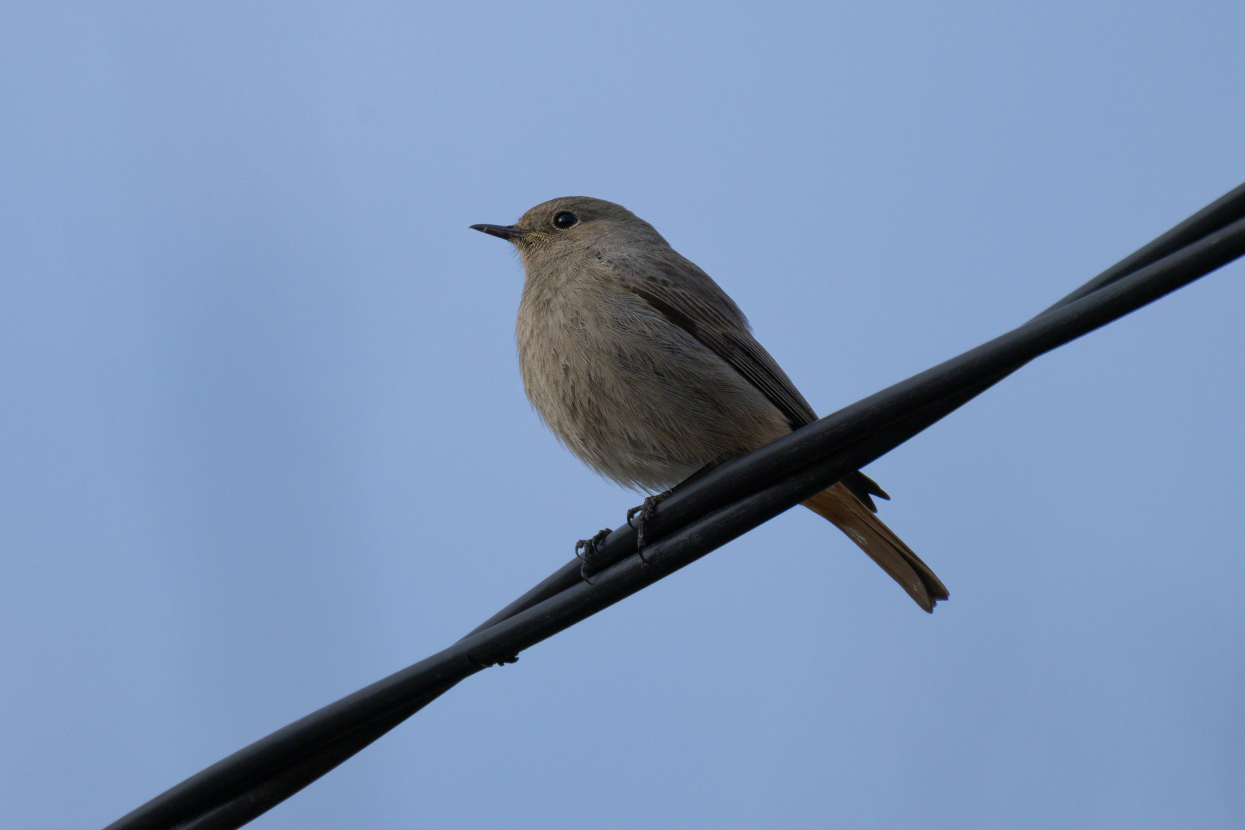 Птицы СНТ «Подлесье». Птицы парков г. Люберцы