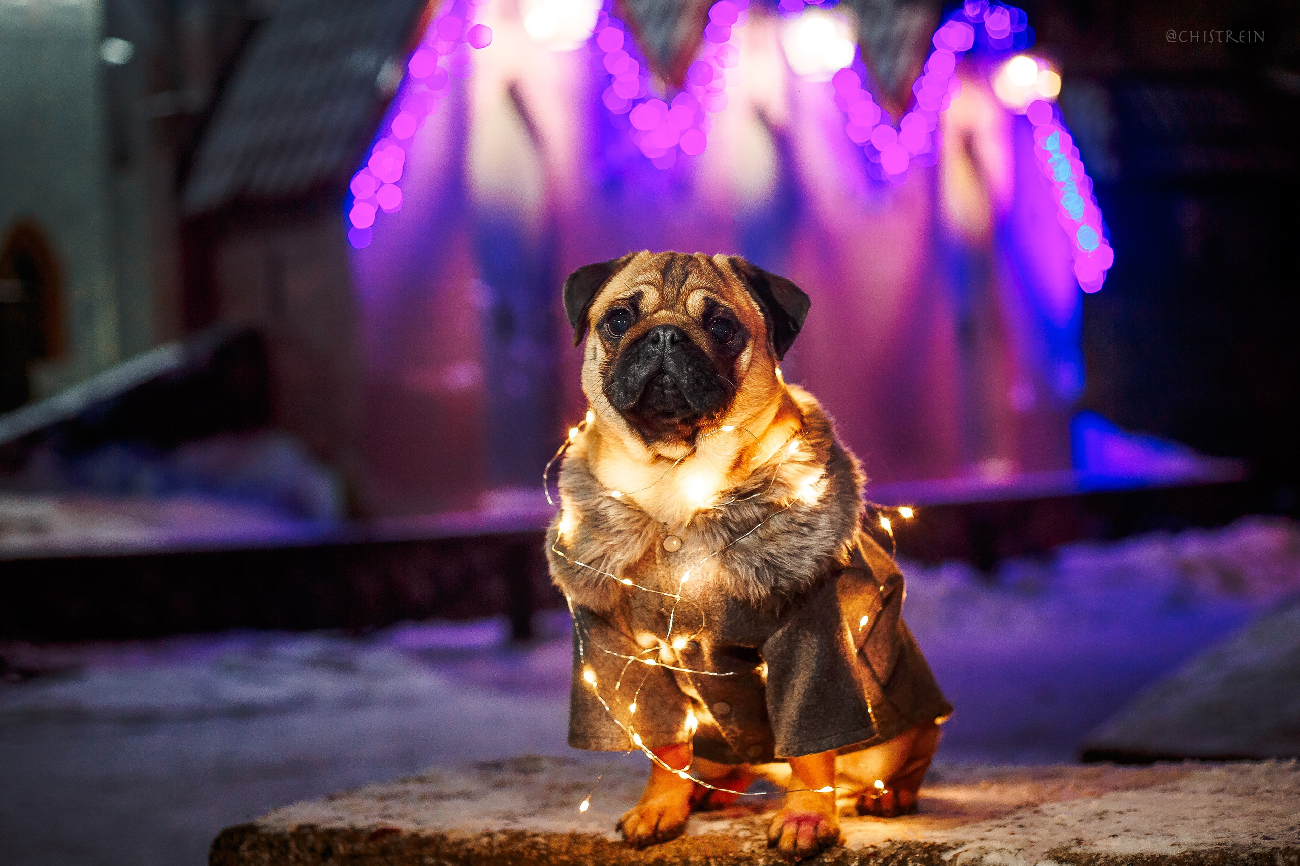 Новогоднее настроение. Роза. Фотограф-анималист Наталия Чистюхина в г. Сосновый Бор и ЛО
