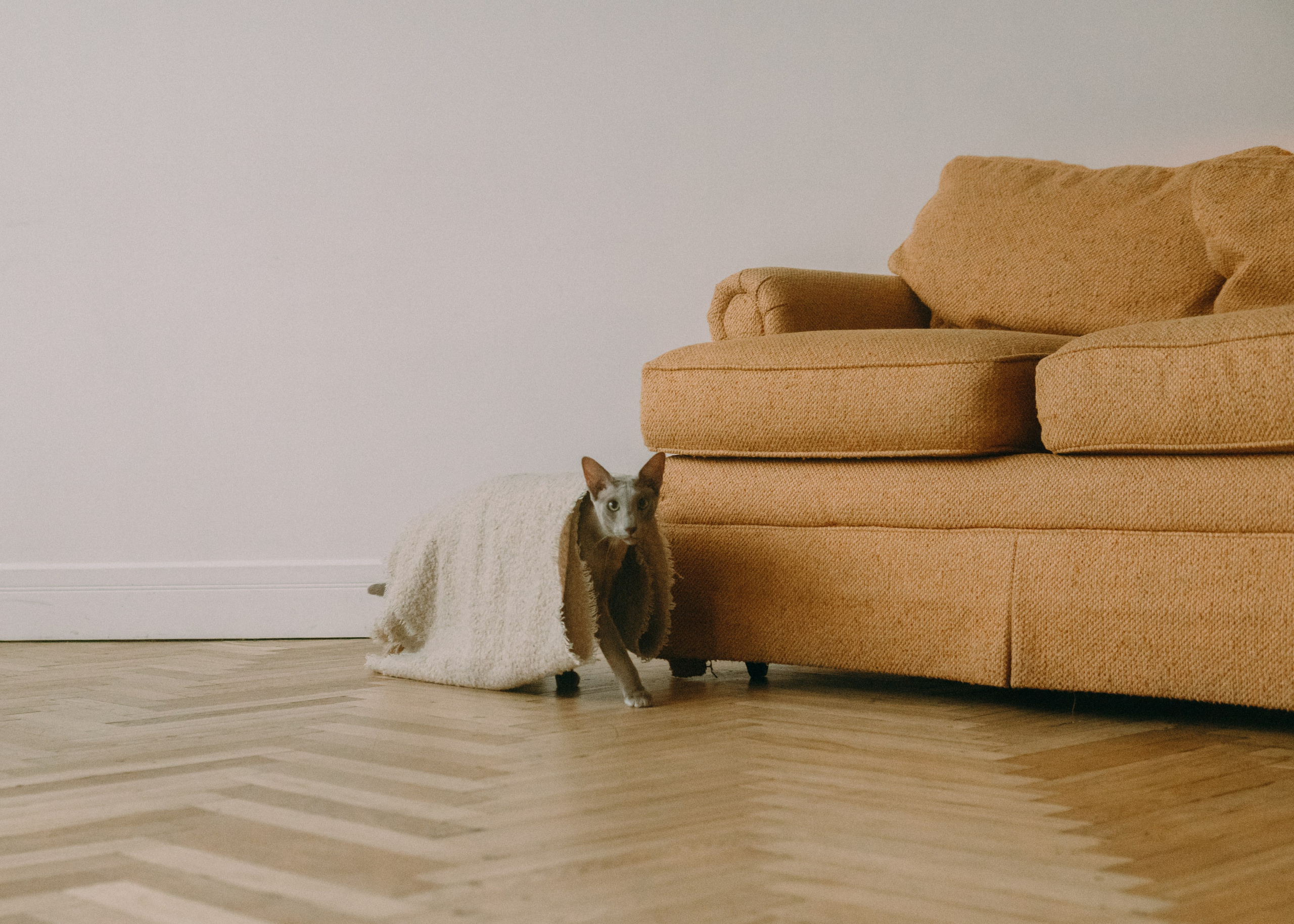 Амина, Булат и Орион. Фотограф-анималист Ксения Воробьева, Москва