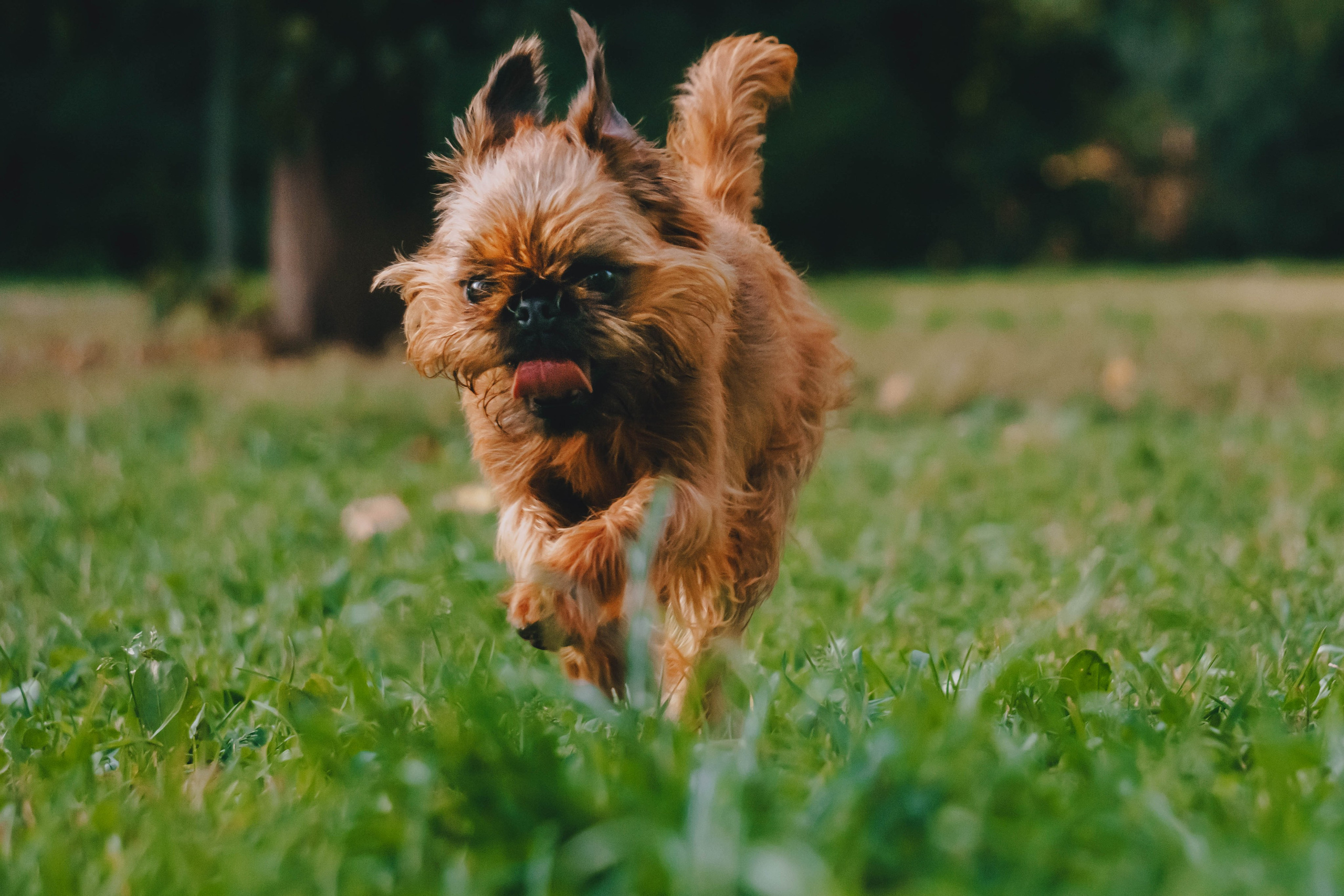 Мини-туса гриффоны и брабансоны. Фотограф-анималист Ксения Воробьева, Москва