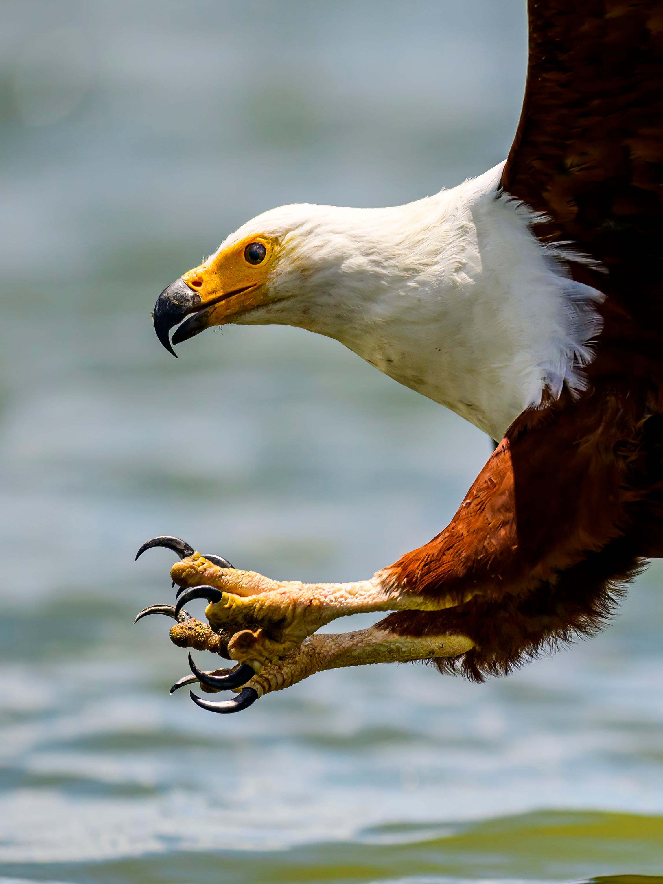 Кения. Wildlife photography by Sergey Puponin