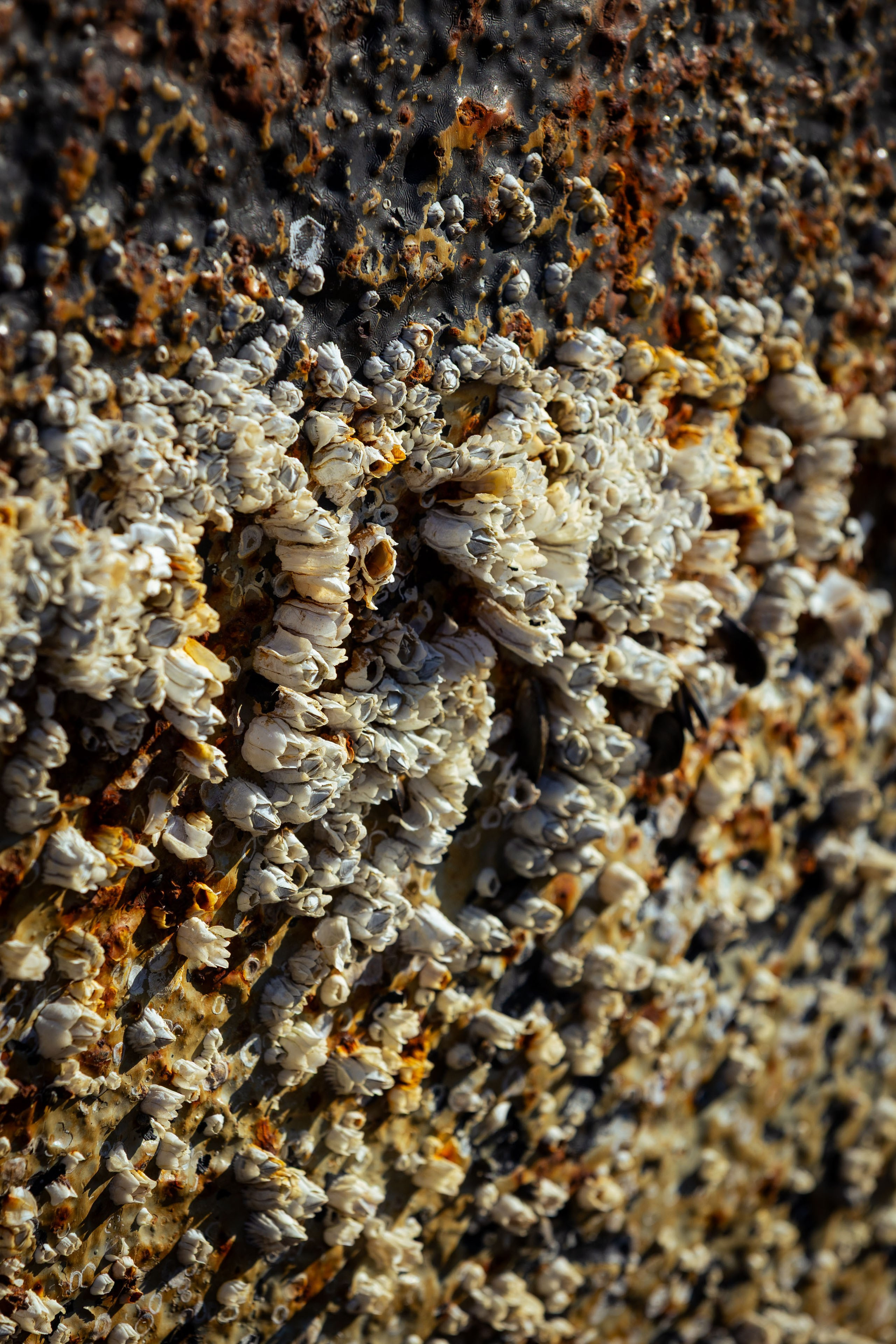 Кольский (осень 2025). Фотограф Виноградов Константин