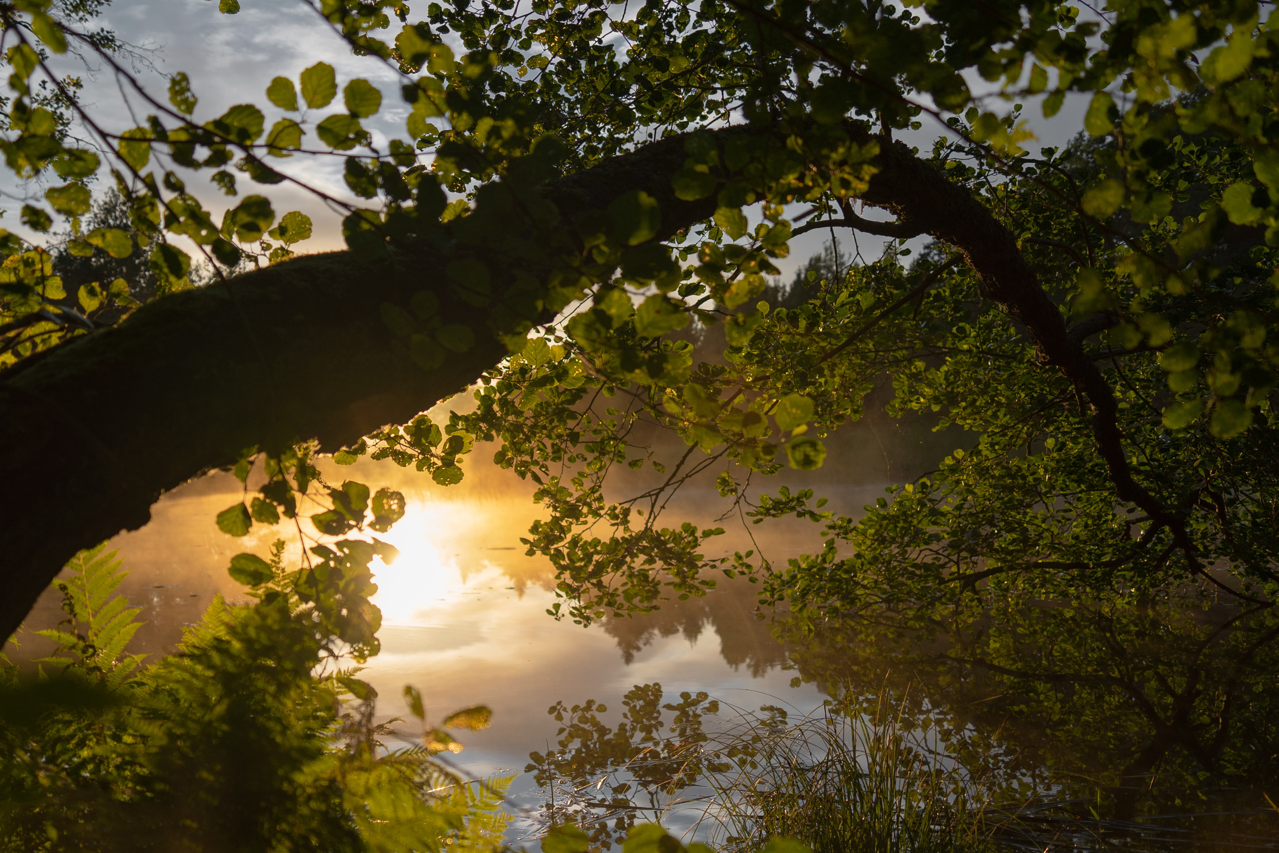 Выборг и окресности. Алексей Туренков — фото, видео, дизайн