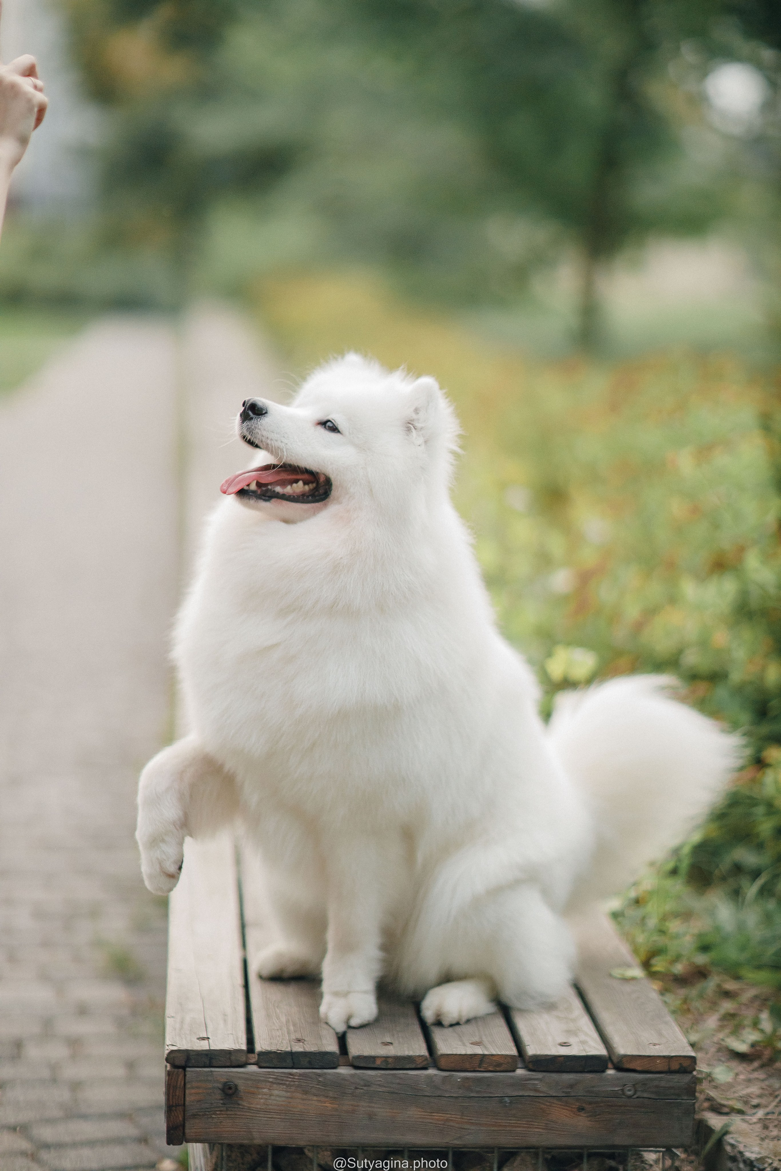 Самоед Рея. Свадебный и женский фотограф