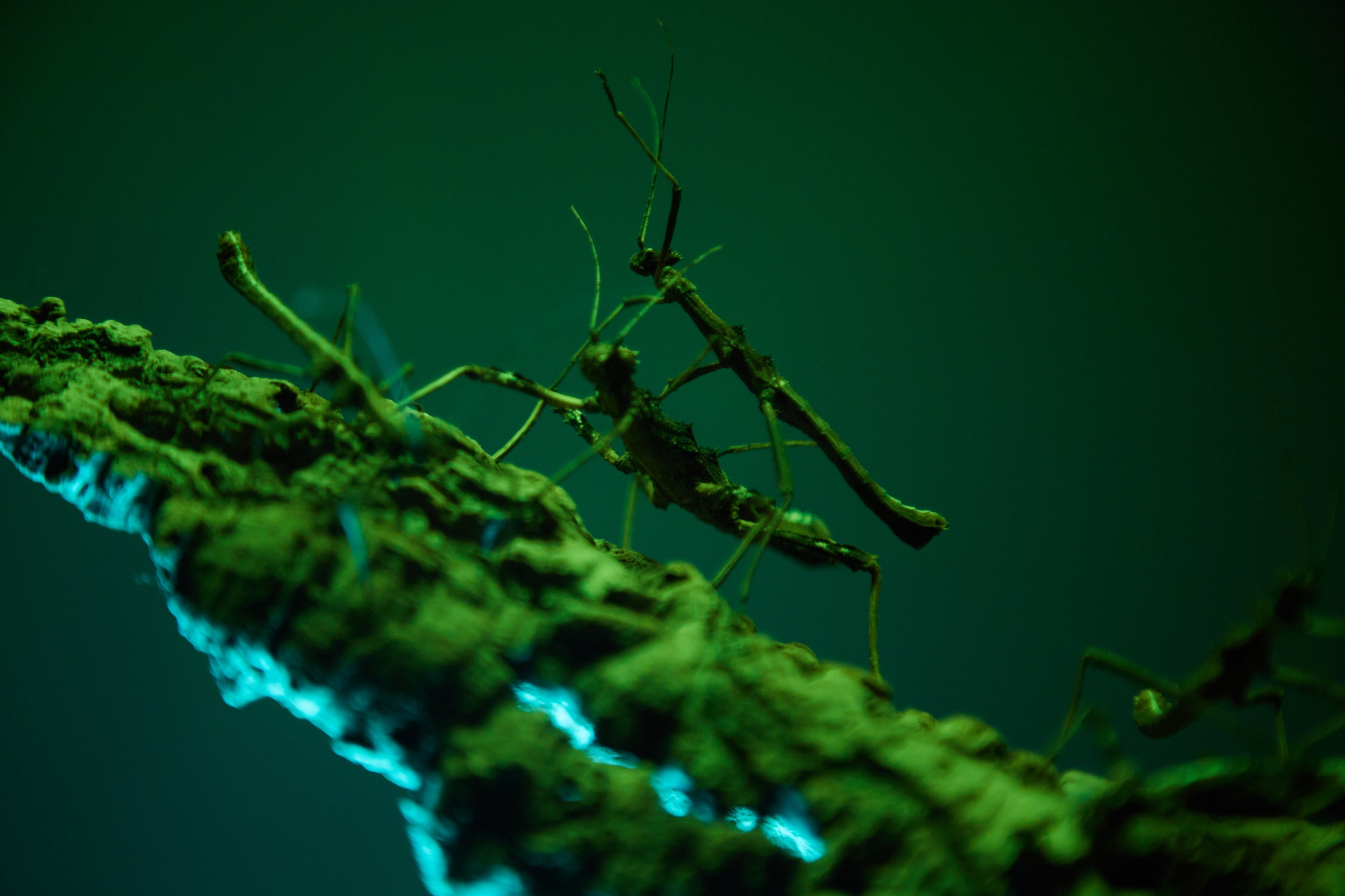 Фотосъёмка насекомого-палочника на ветке.