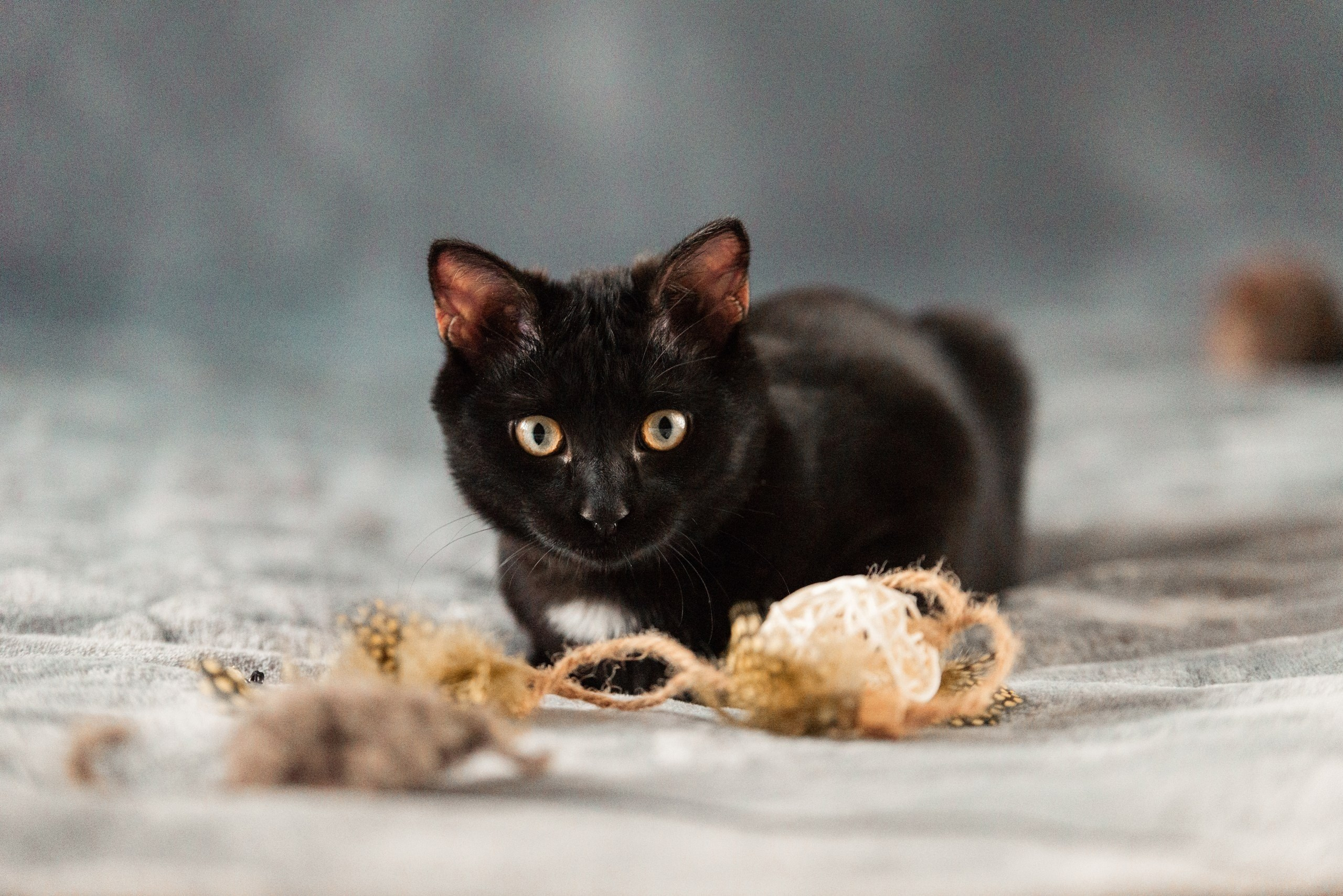 Питомец в кадре. Фотограф-анималист Анастасия Парфенова|Екатеринбург