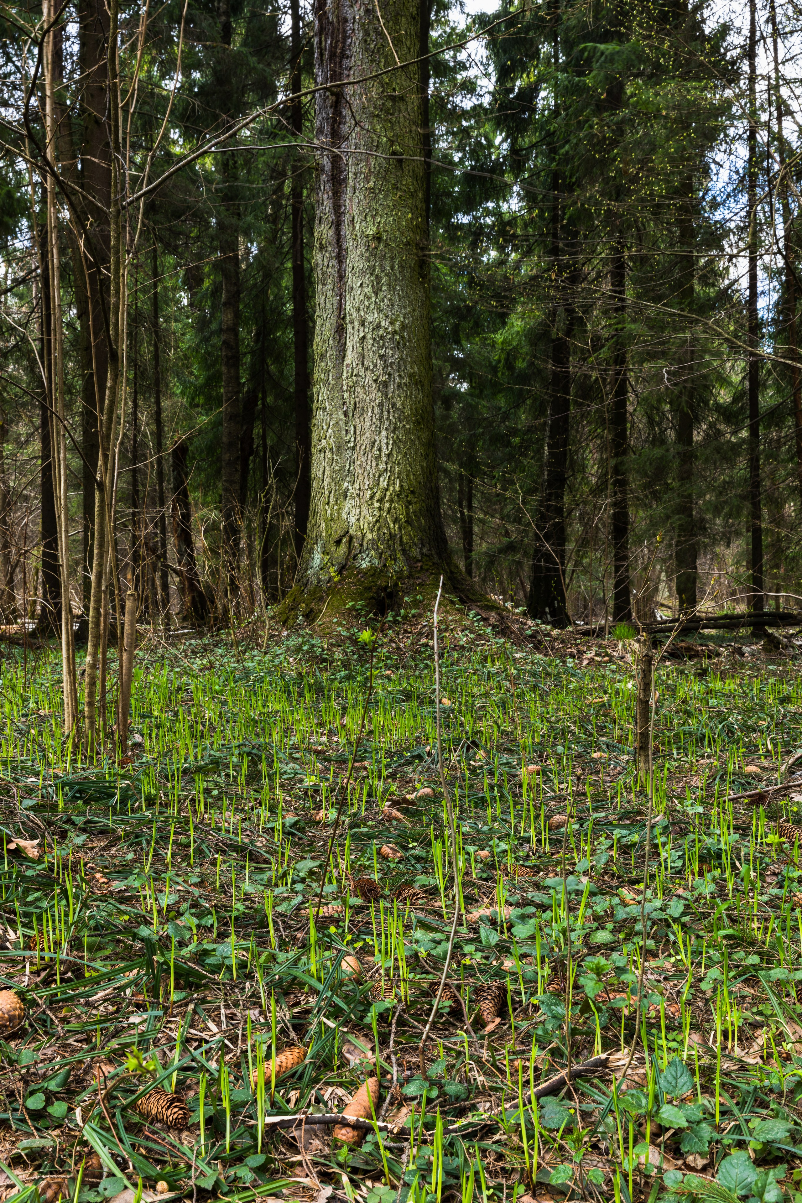 Лосиный остров. Май 2022. Фотографии