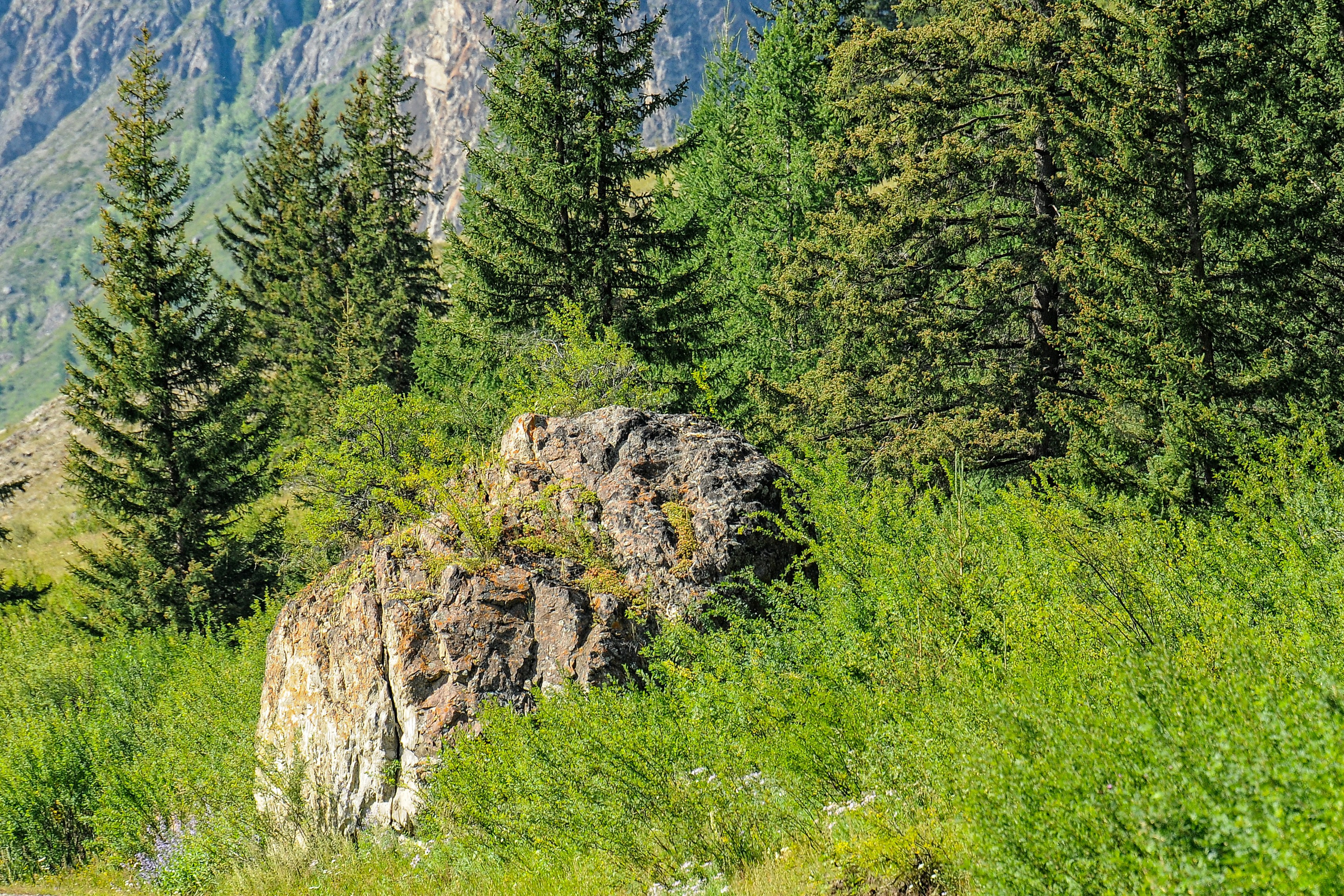 Камень в доль дороги очень похожий на Капибару : )))