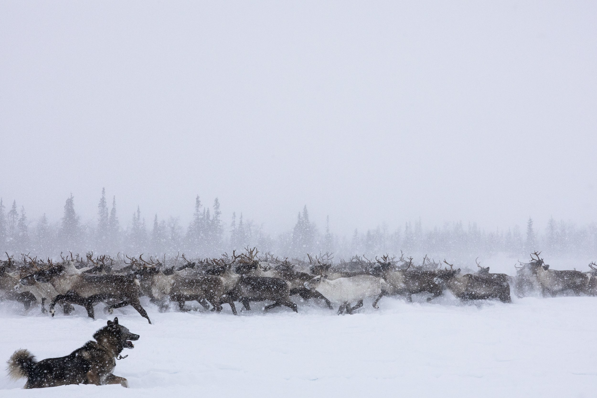 Ловозеро. Оленеводы. Алиса Северная. Визуальные исследования. Пейзажная и документальная фотография