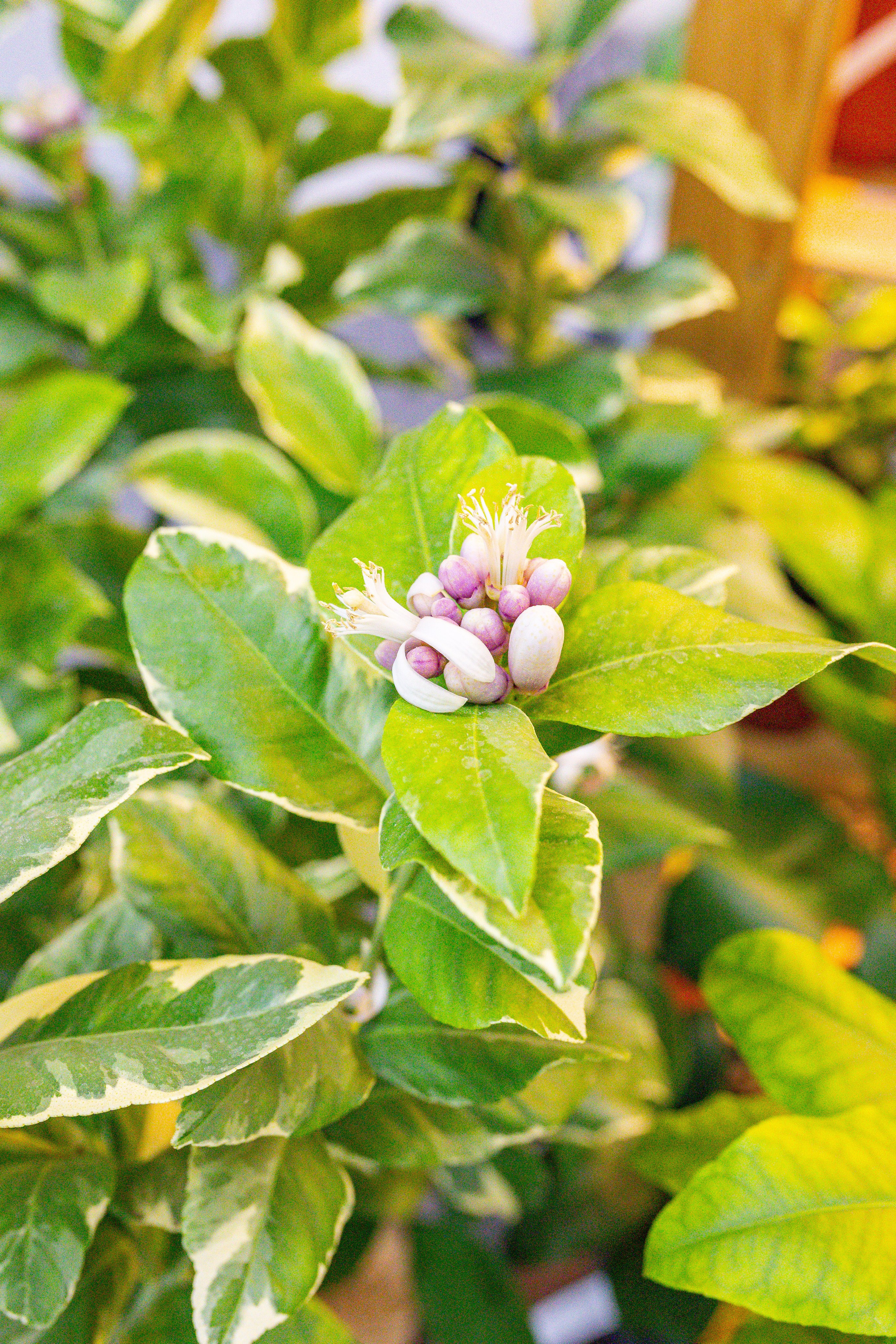 Монстериум 11–12 октября. Александра Куликова фотограф, Москва