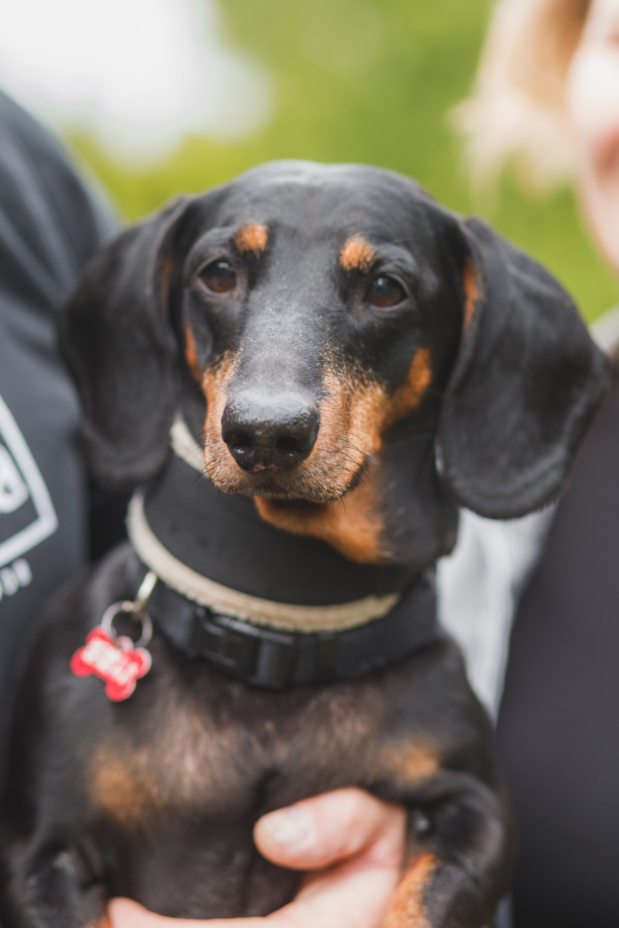 Фотопрогулка большой семьи с двумя собаками летом. Семейный и школьный фотограф в Москве Анна Ткач