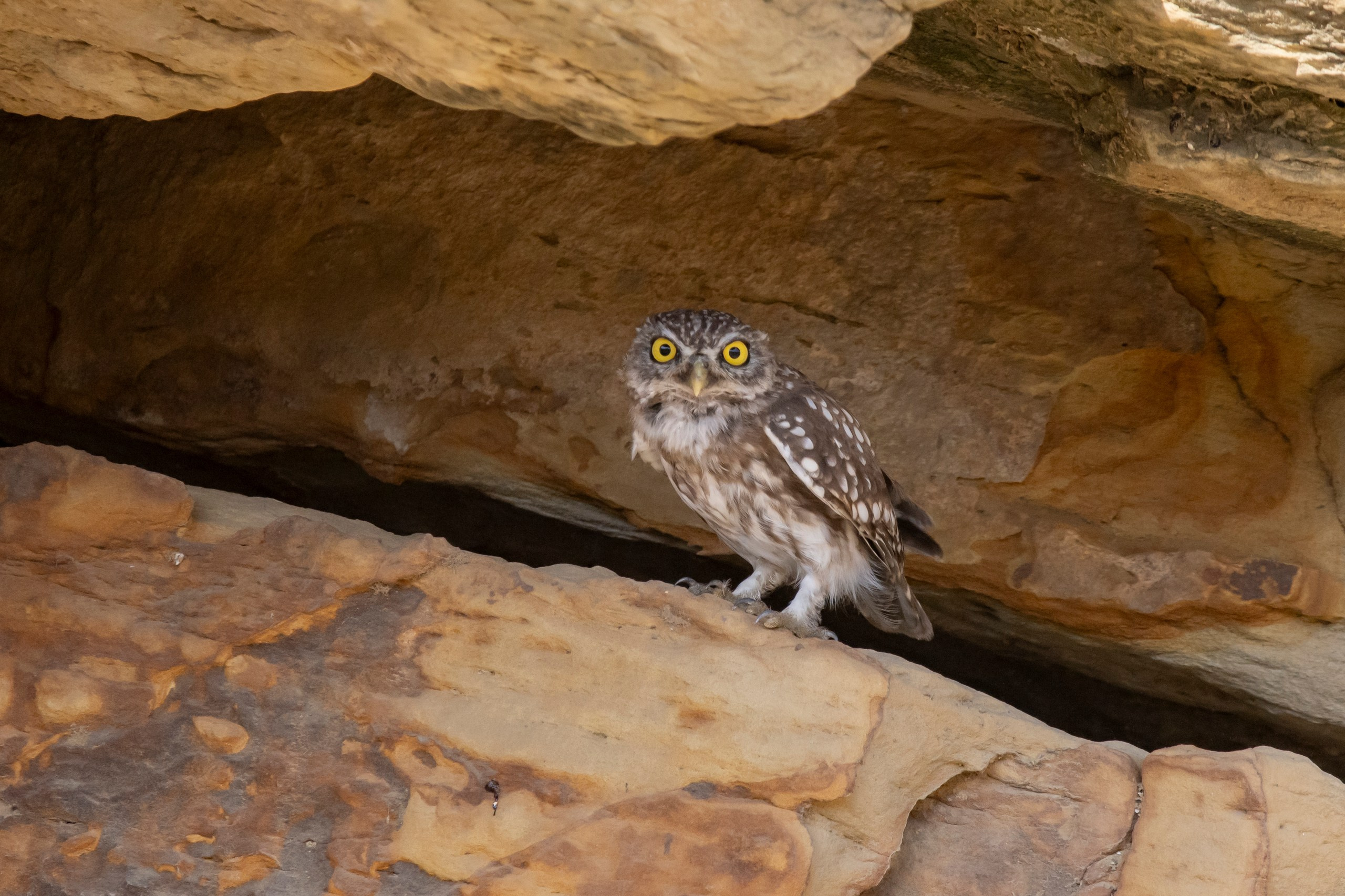 Природа Дагестана, сентябрь 2024. Foto-Zuev фотография как искусство