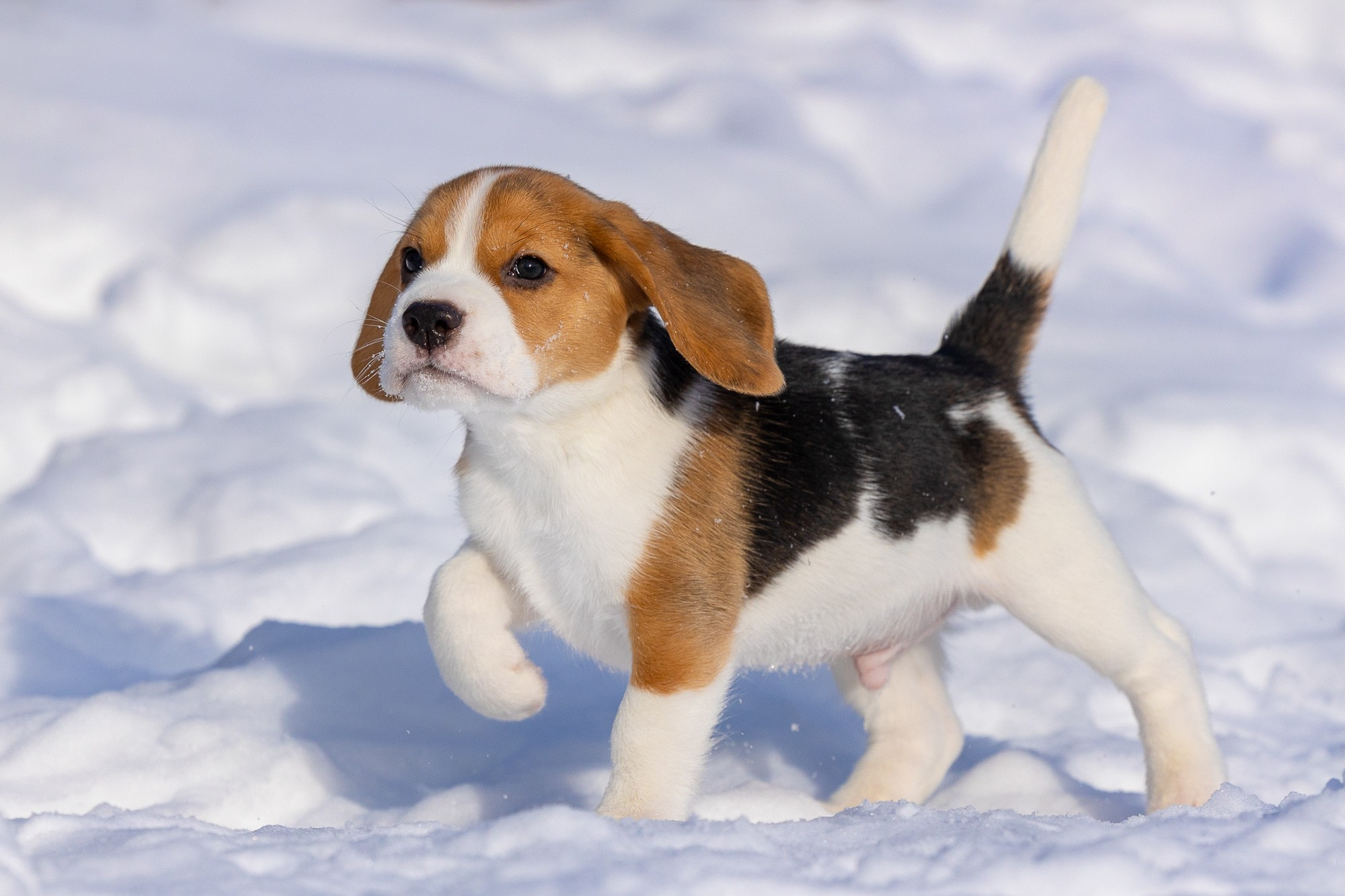 Фотосъёмки щенков. Фотограф-анималист Natalia Deingel | Фотосъемка собак в Москве