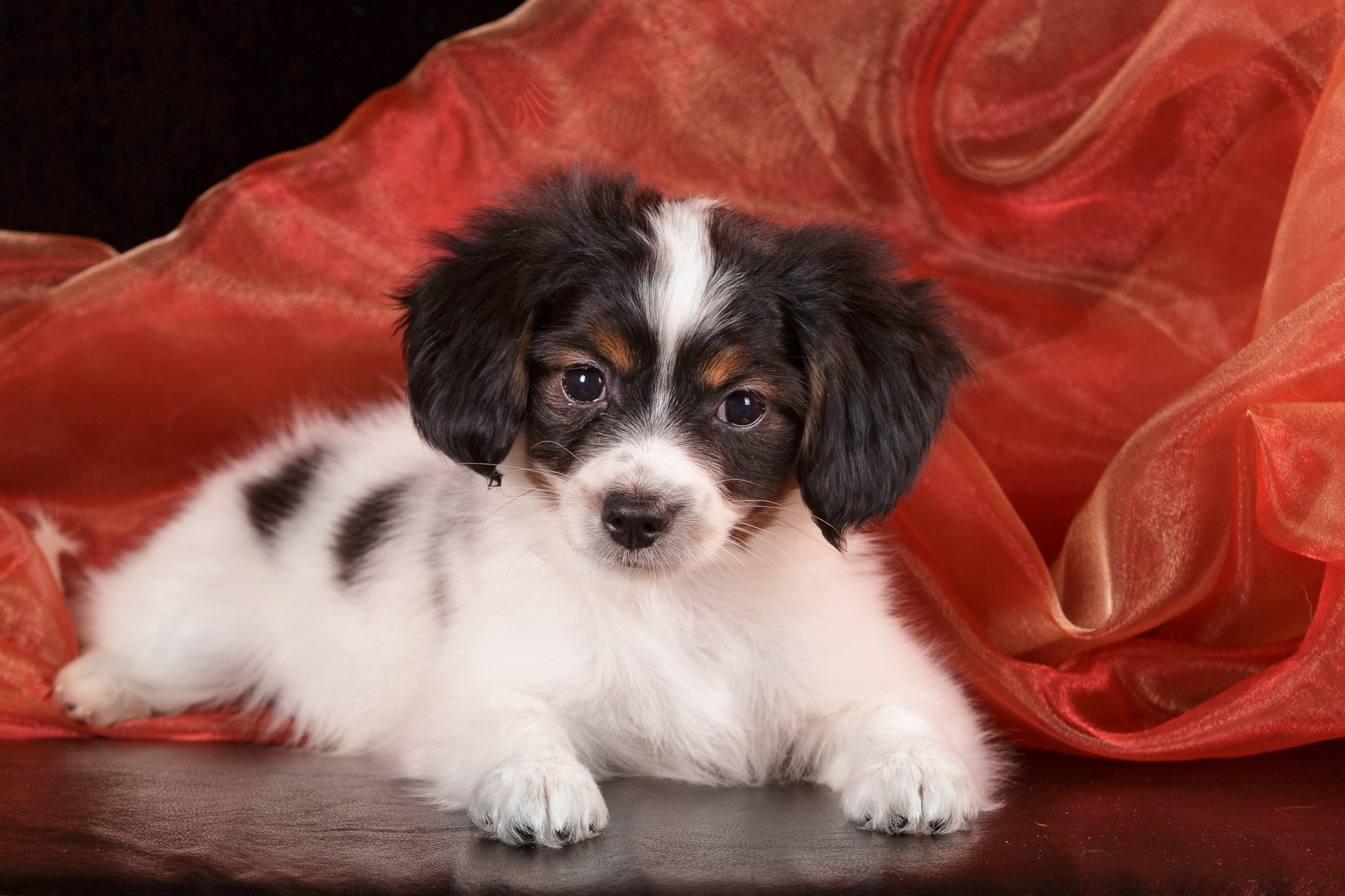 Фотосъёмки щенков. Фотограф-анималист Natalia Deingel | Фотосъемка собак в Москве