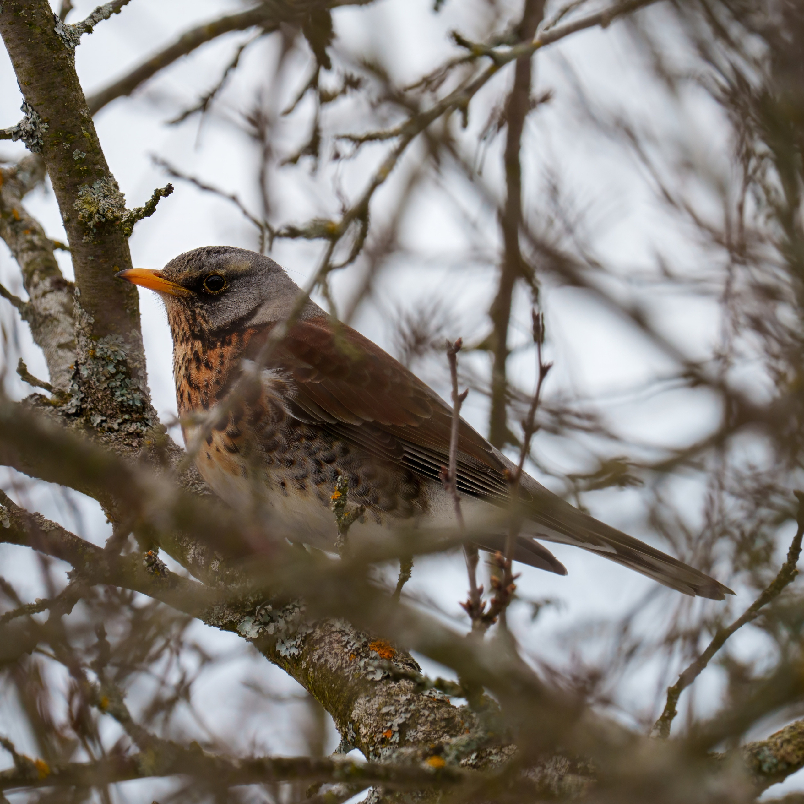 Animals — Животные