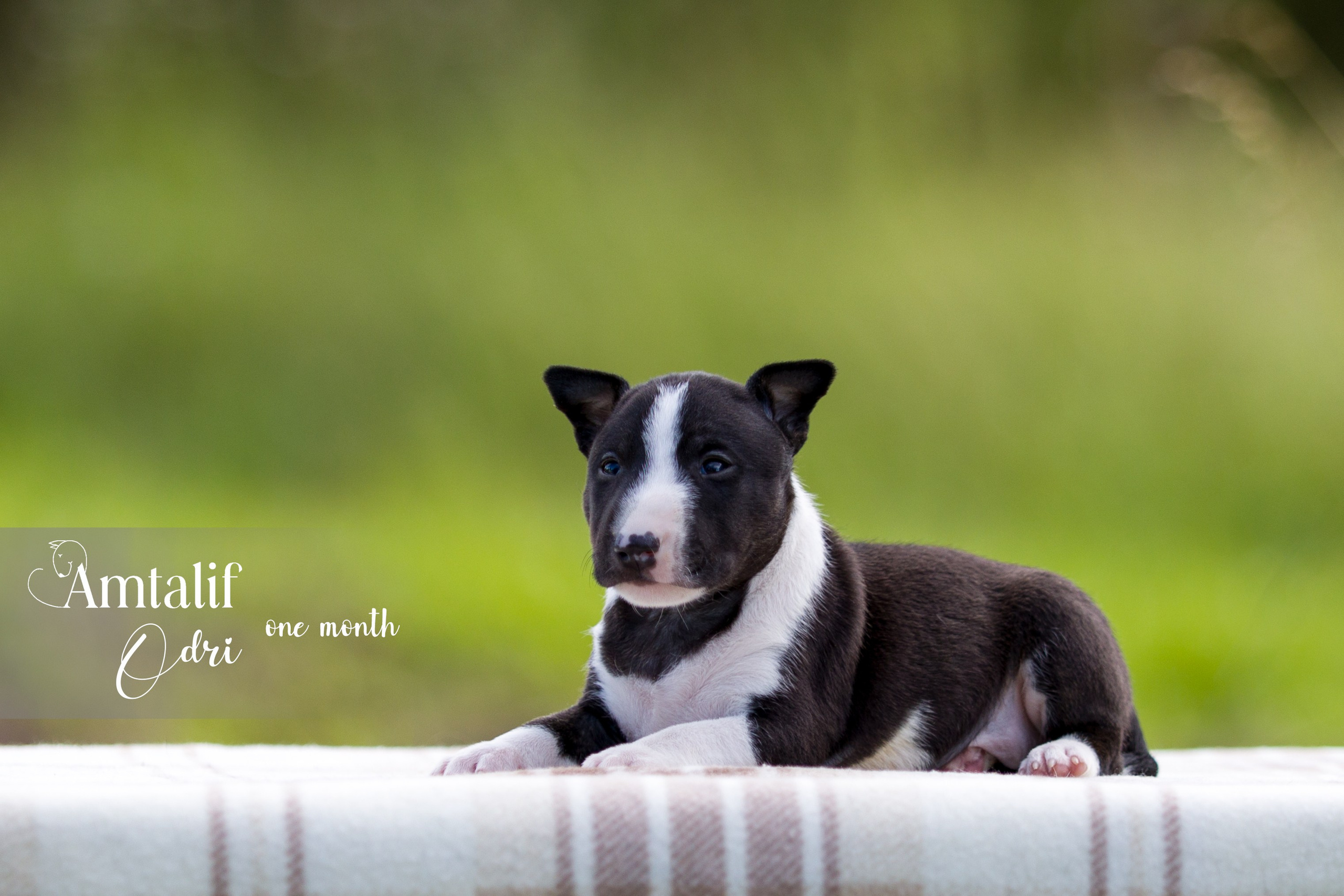 Миниатюрный бультерьер. Фотограф — анималист Татьяна Ли