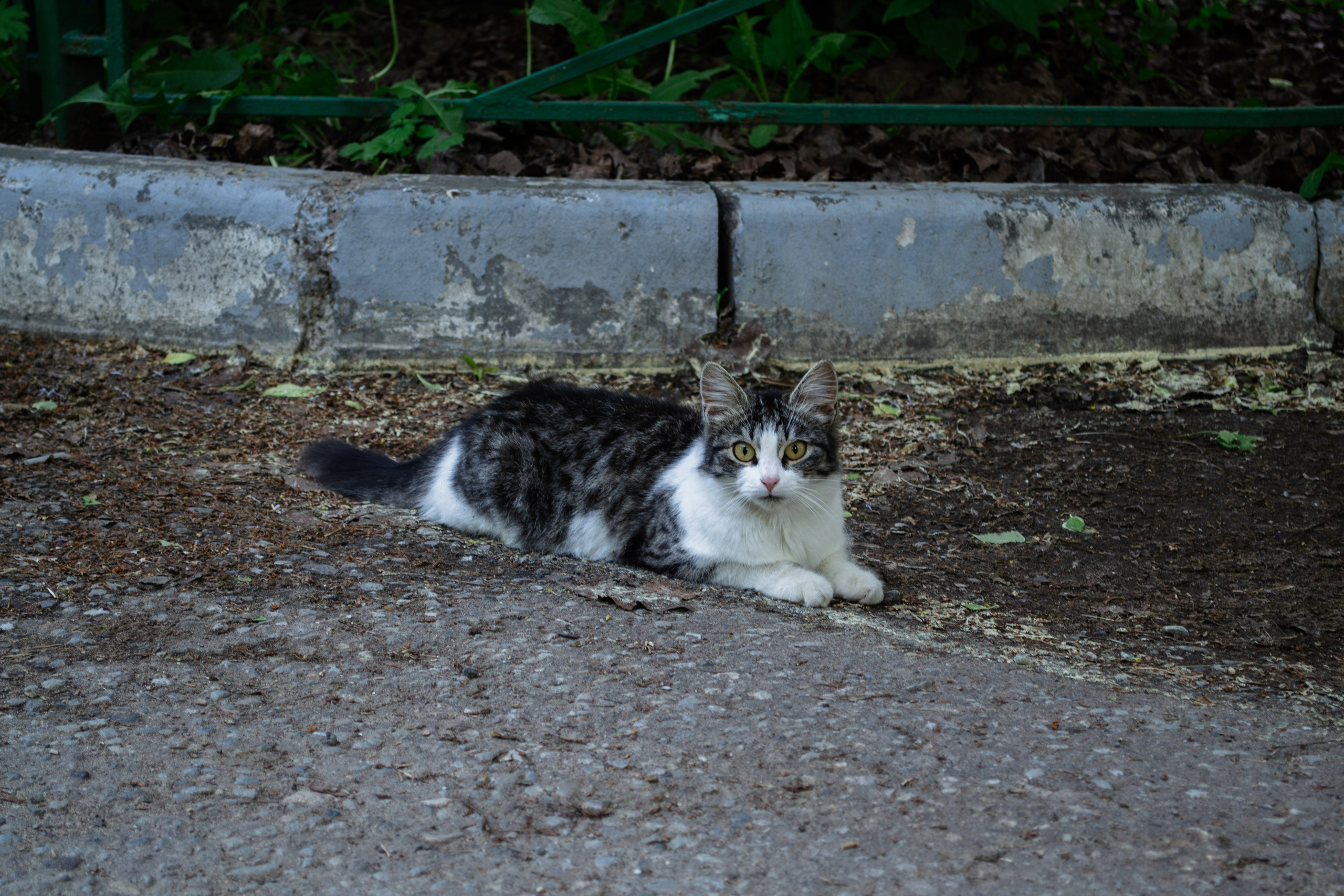 Cats.2. Dumshap | думшап