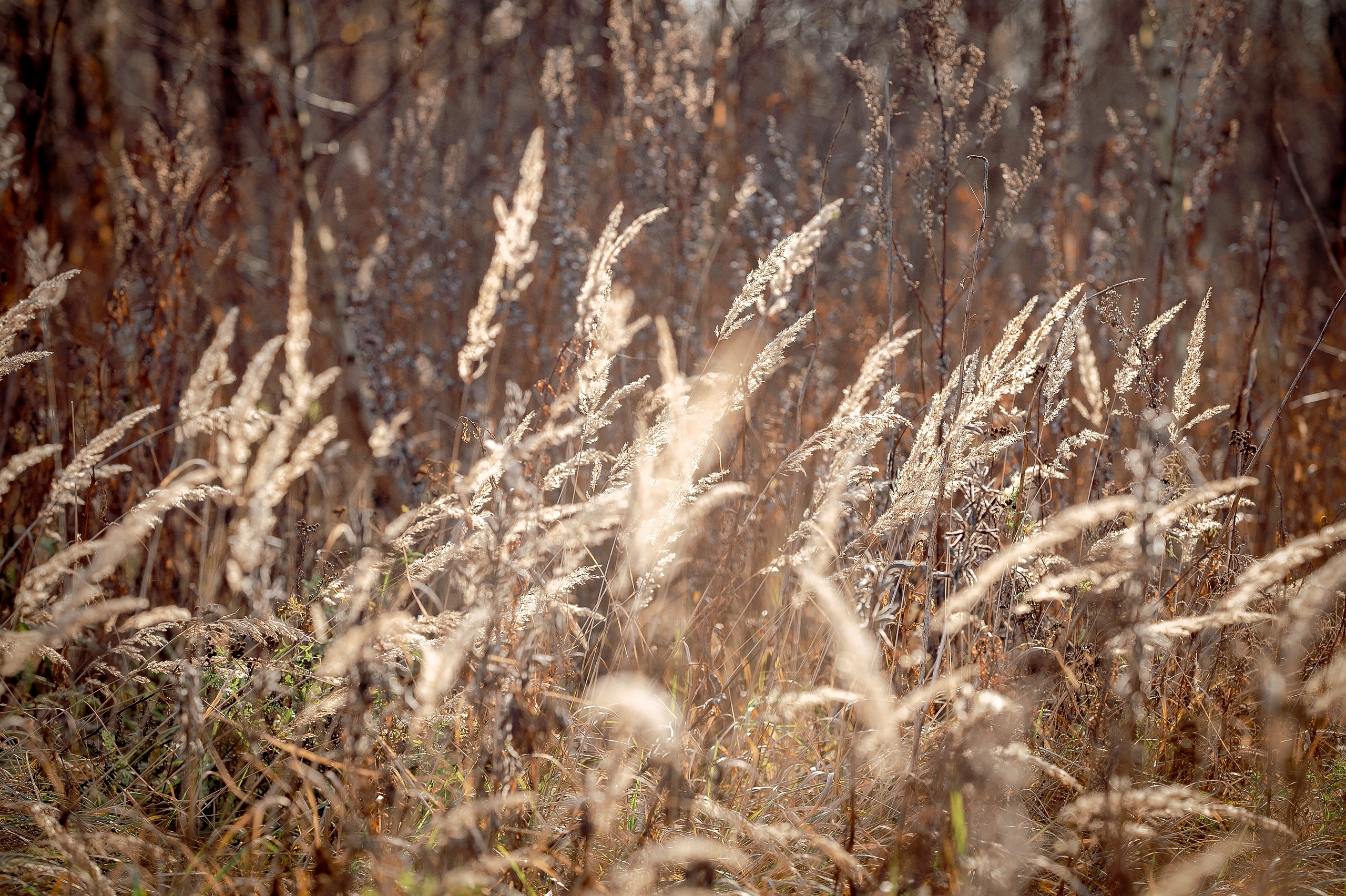 Осенняя фотопрогулка в Щелково с малышом. Свадебный и семейный фотограф Виктория Носачёва. Щелково, Москва и МО