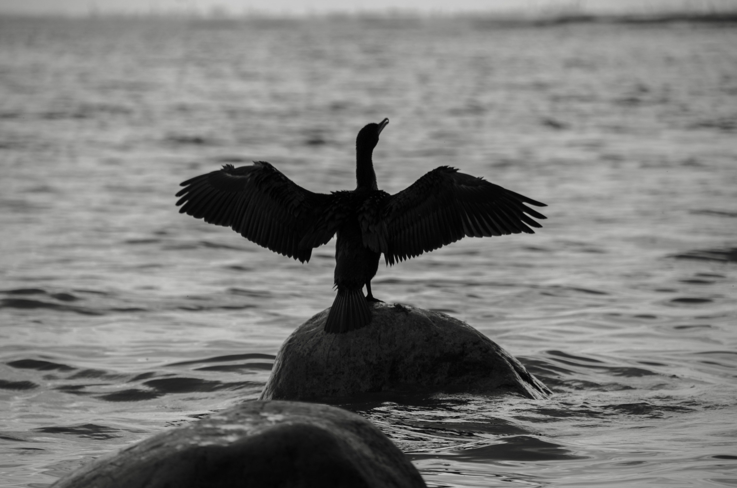 Animals. Фотограф/Видеограф