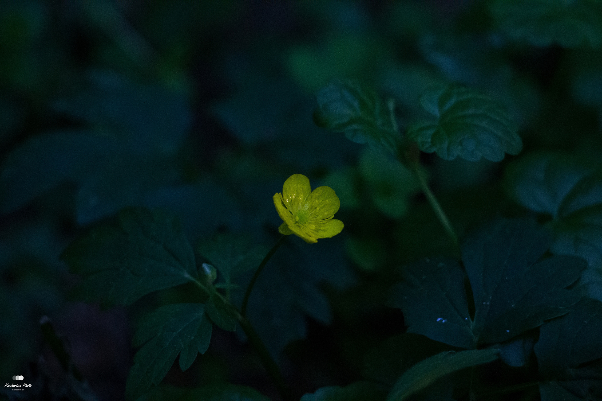 Макросъемка. Photographer K.A.D