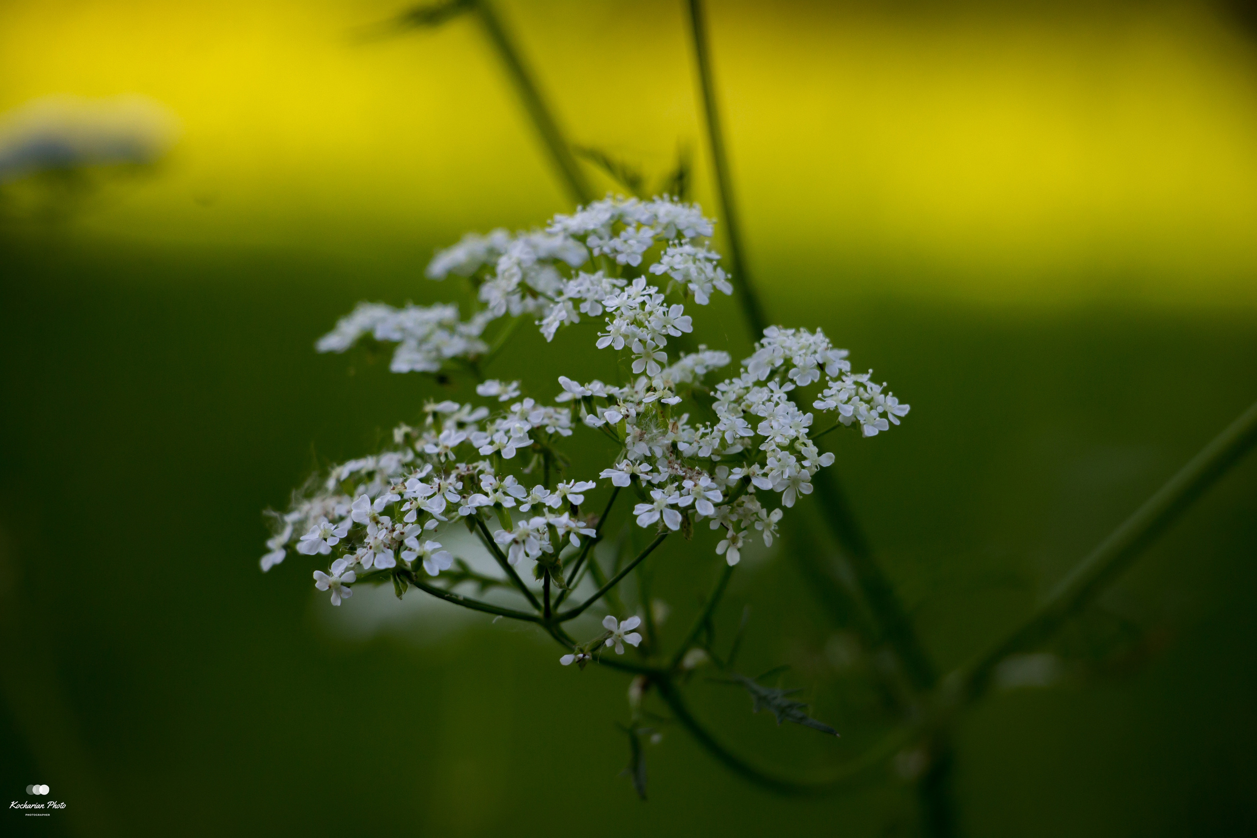 Макросъемка. Photographer K.A.D